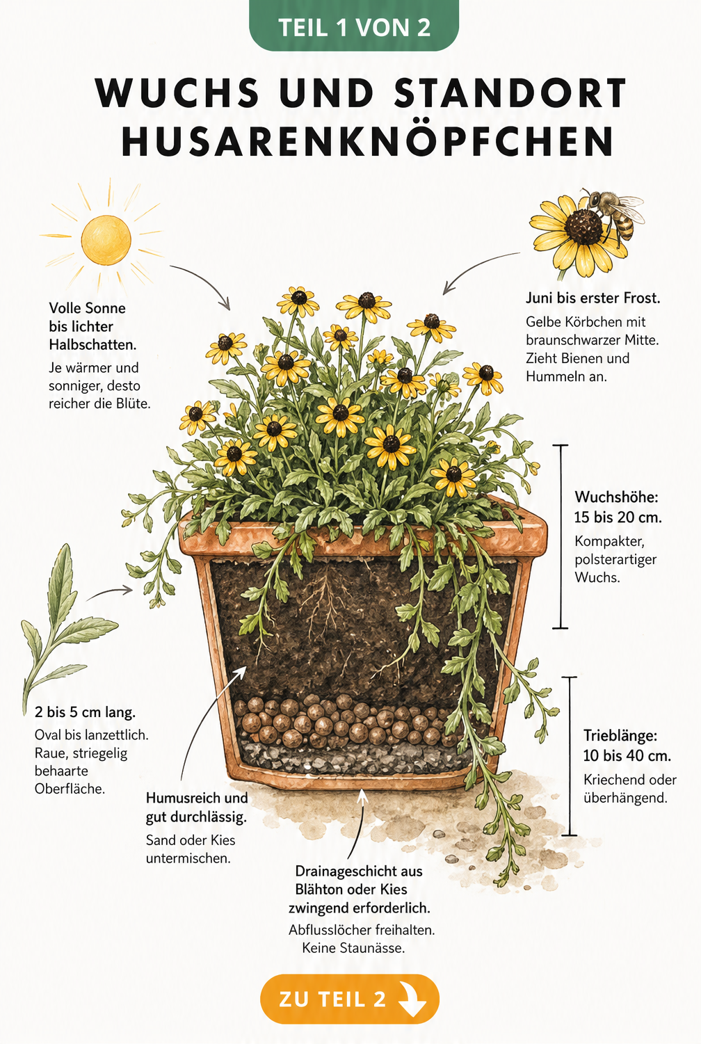Botanische Illustration eines Husarenknöpfchens im Terrakotta-Balkonkasten mit Details zu Wuchs, Blüte und Standort