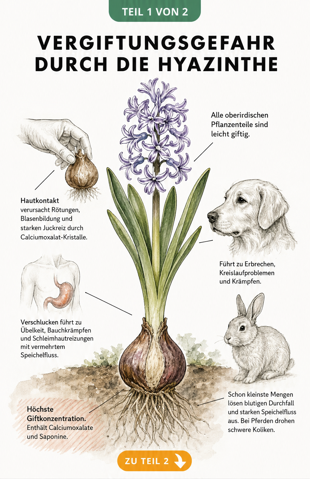 Botanische Illustration einer Hyazinthe im Längsschnitt mit Hinweisen zur Giftigkeit für Mensch und Tier