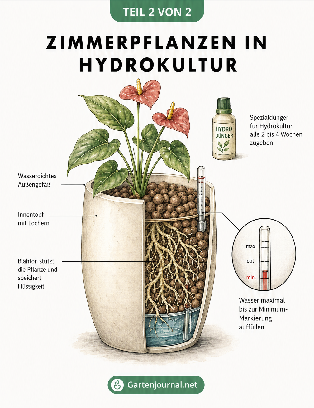 Schnittgrafik eines Hydrokultur-Topfes mit Anthurie, Blähton, Wasserstandsanzeiger und Pflegehinweisen