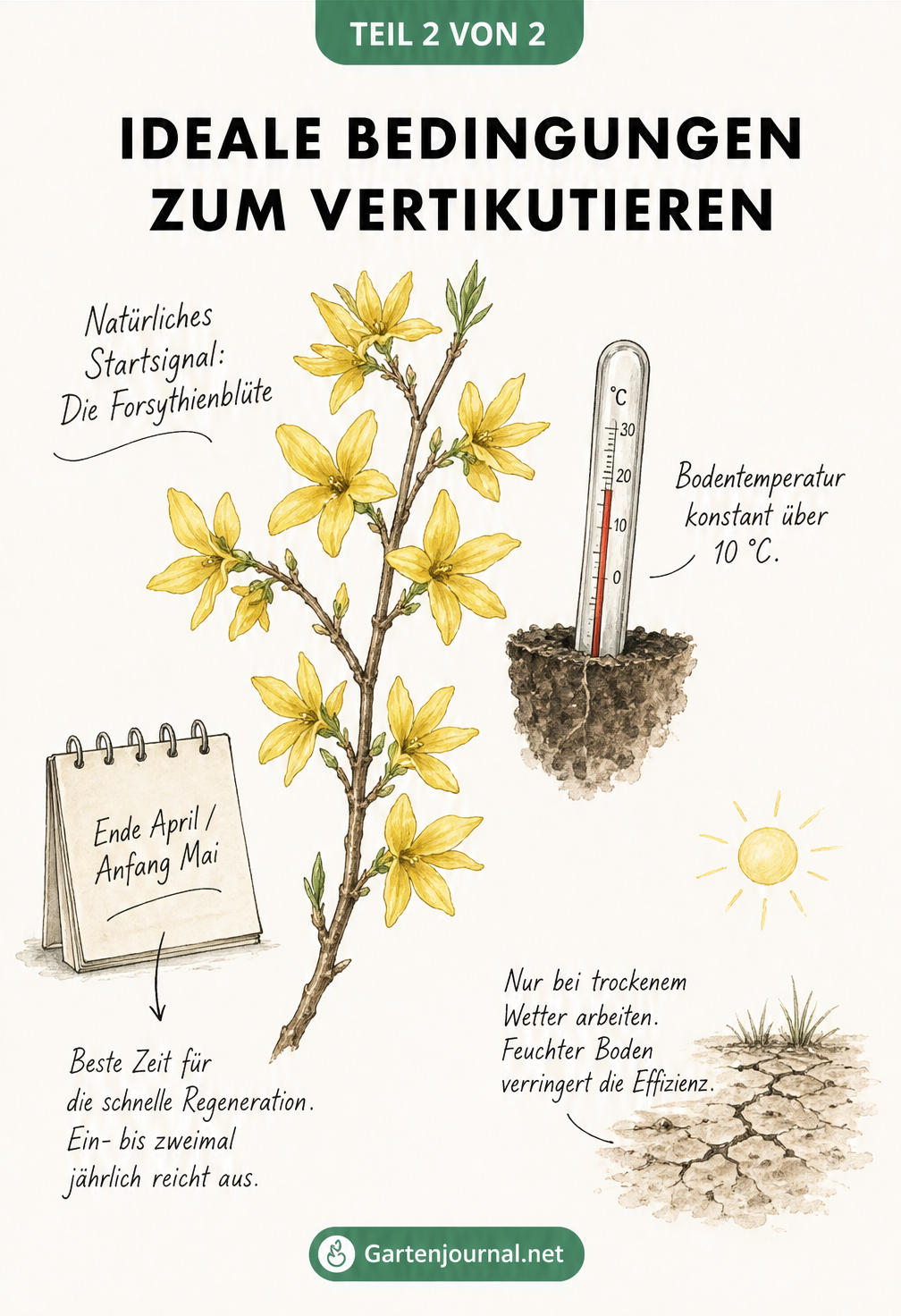 Illustration der idealen Bedingungen zum Vertikutieren: Forsythienblüte als Startsignal, Bodentemperatur über 10 Grad, trockenes Wetter und der Zeitraum Ende...