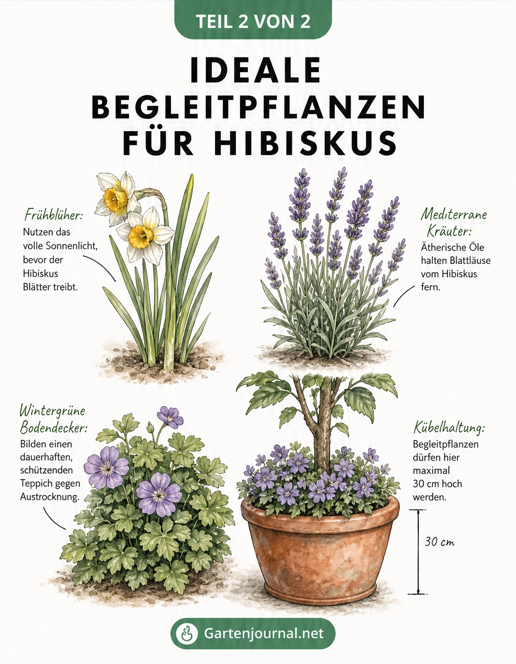 Aquarellierte Pflanzenporträts von Narzisse, Lavendel, Storchschnabel und einem bepflanzten Terrakotta-Kübel mit Hibiskus