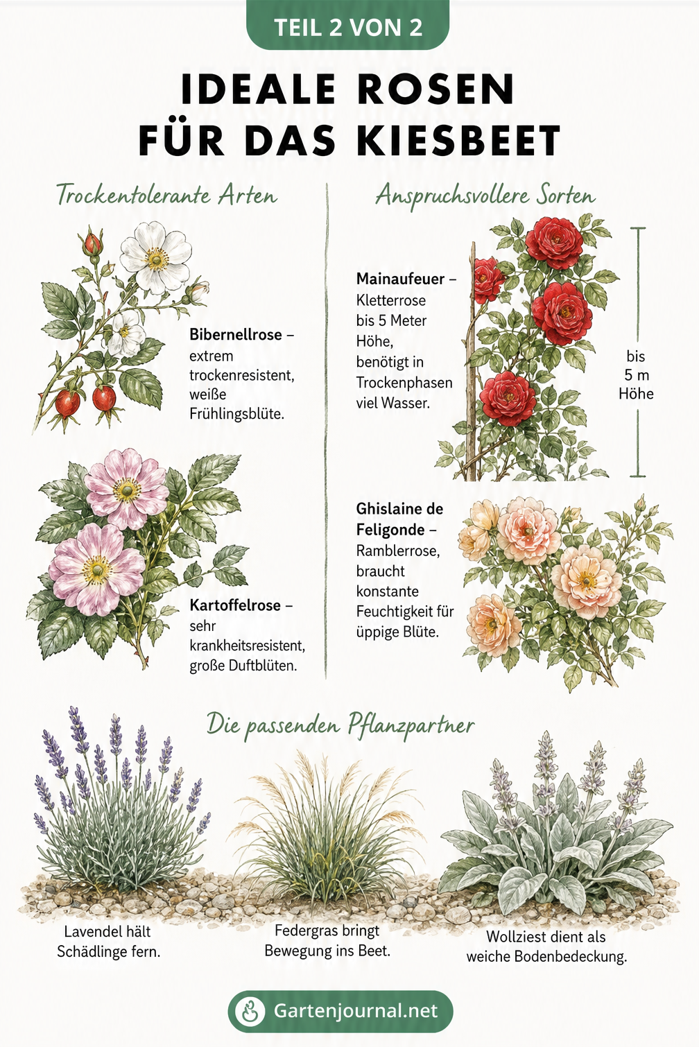Botanische Illustrationen von trockenheitstoleranten Wildrosen und anspruchsvolleren Sorten sowie passenden Begleitpflanzen für das Kiesbeet.