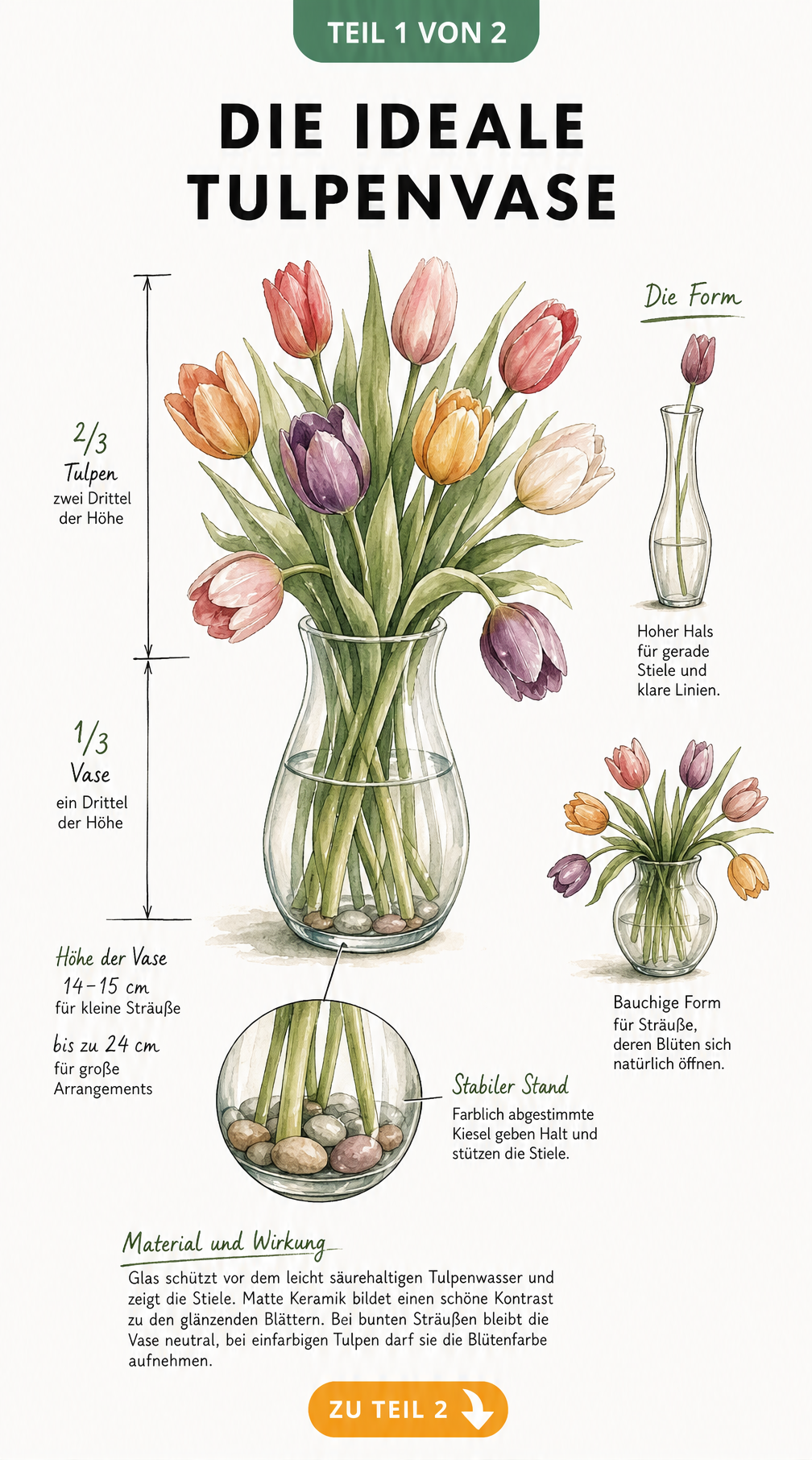 Handgezeichnete Illustration einer bauchigen Vase mit Tulpen, die die idealen Proportionen und Formen für Tulpenvasen zeigt