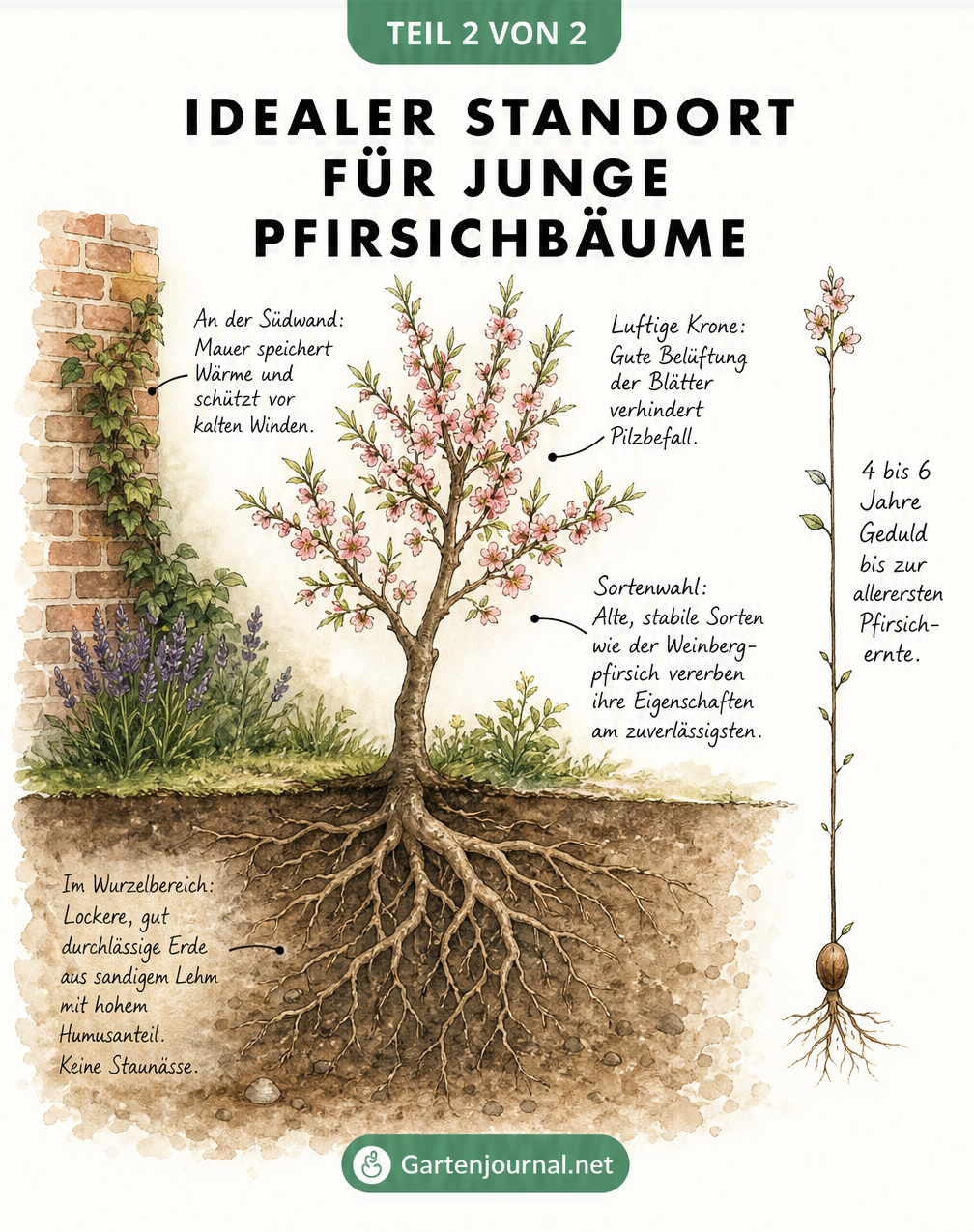 Querschnitt-Illustration eines jungen Pfirsichbaums an einer Südwand, die den idealen Standort und Boden zeigt.