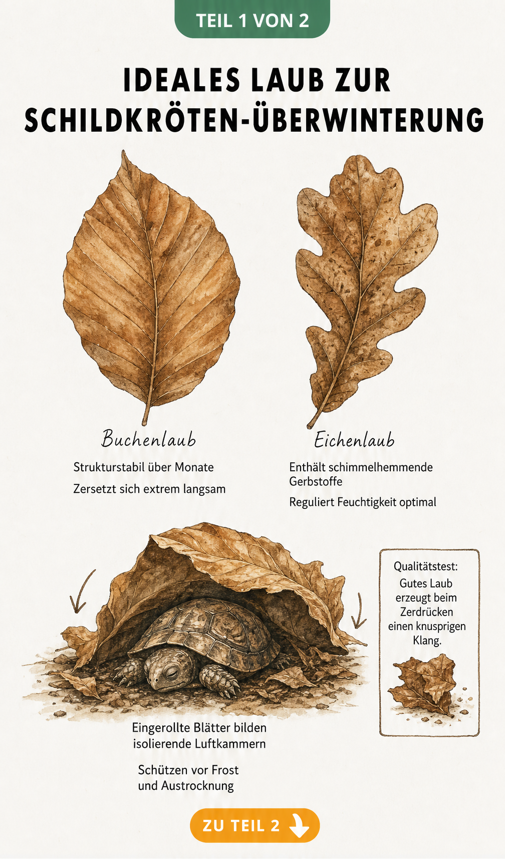 Illustration von Buchen- und Eichenlaub zur Überwinterung von Schildkröten mit Detailansicht einer schlafenden Schildkröte unter einem Blatt