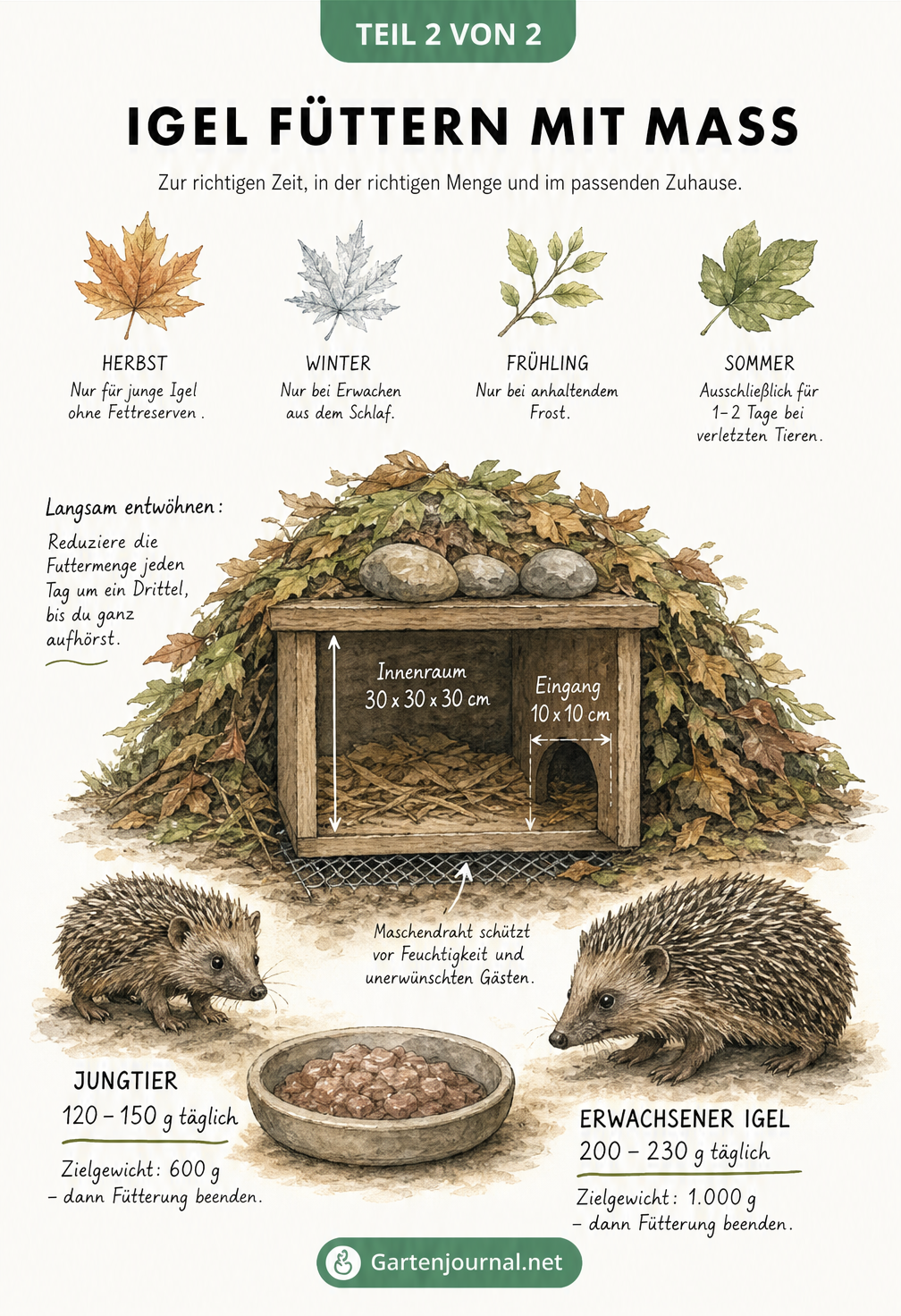 Skizze eines Igel-Futterhauses mit Maßangaben und Fütterungsmengen für junge und erwachsene Igel je nach Jahreszeit