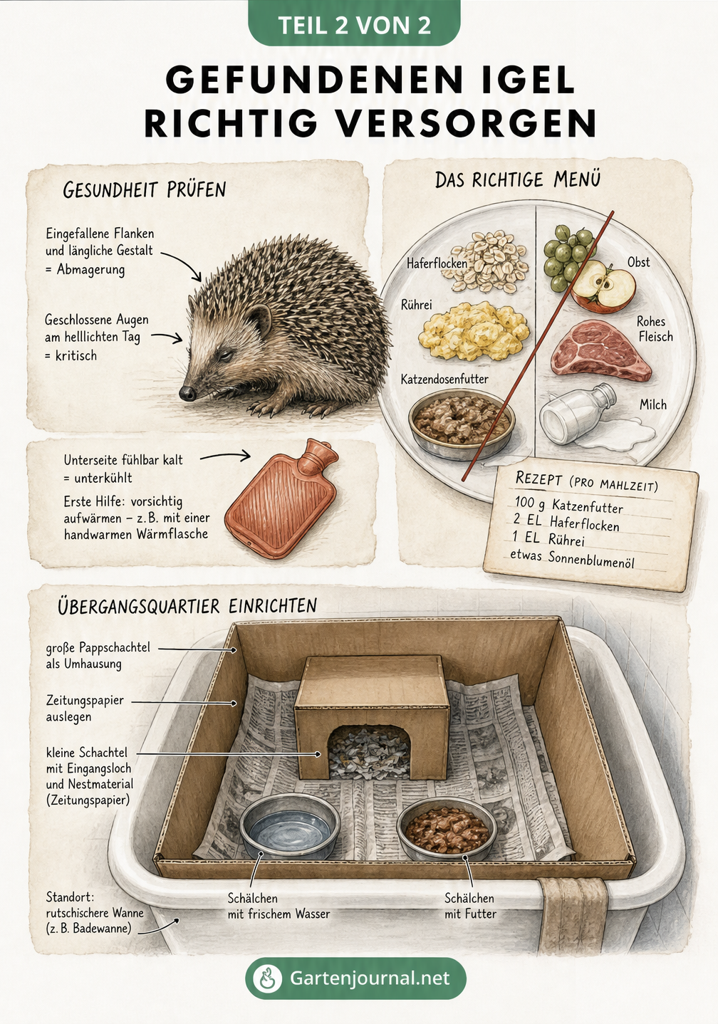 Zeichnung eines Igels mit Hinweisen zur Gesundheitsprüfung, richtigem Futter und einem sicheren Übergangsquartier im Karton