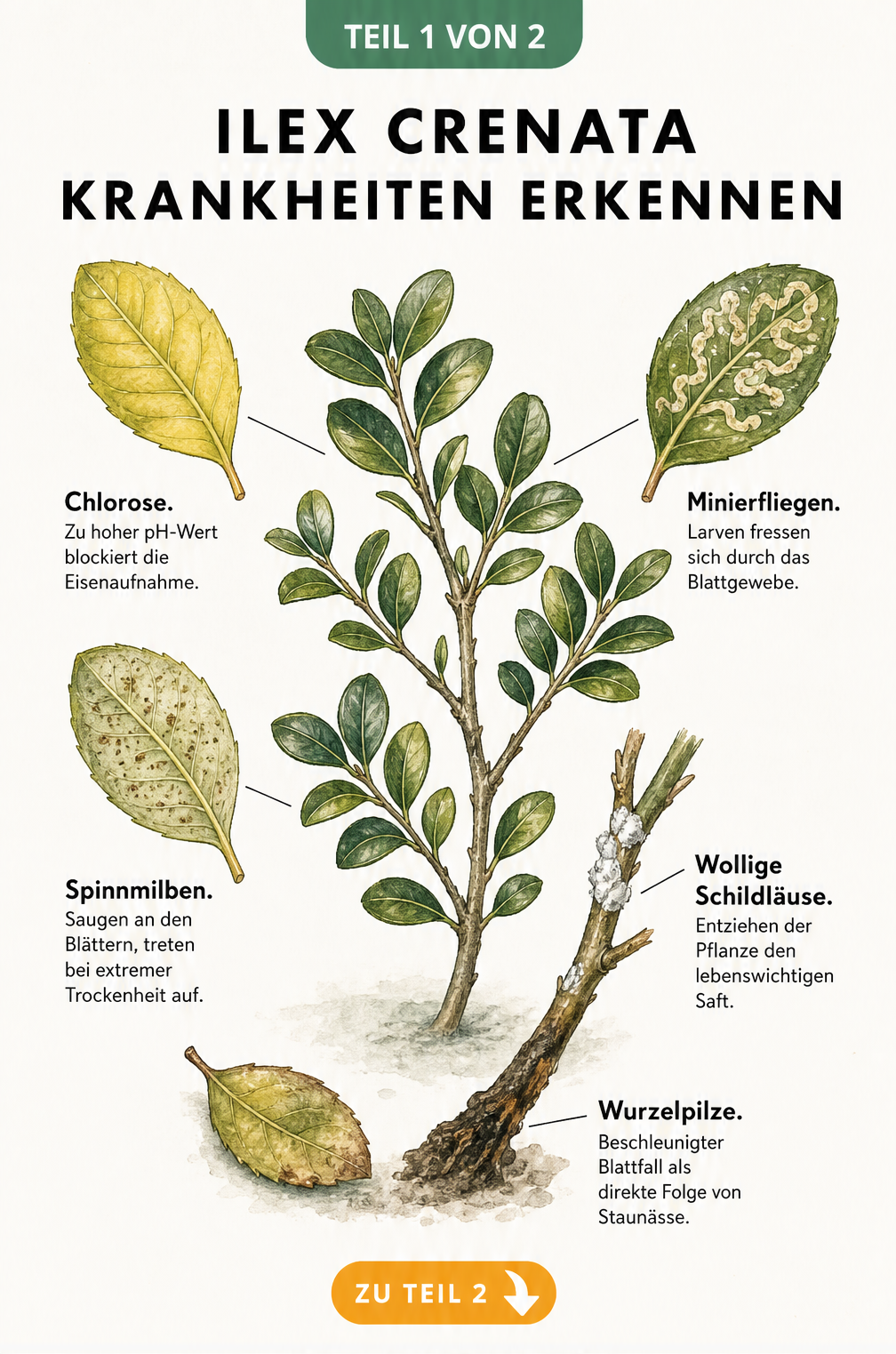 Botanische Illustration eines Ilex-crenata-Zweigs mit Schadbildern wie Chlorose, Minierfliegen, Spinnmilben, Wolligen Schildläusen und Wurzelpilzen