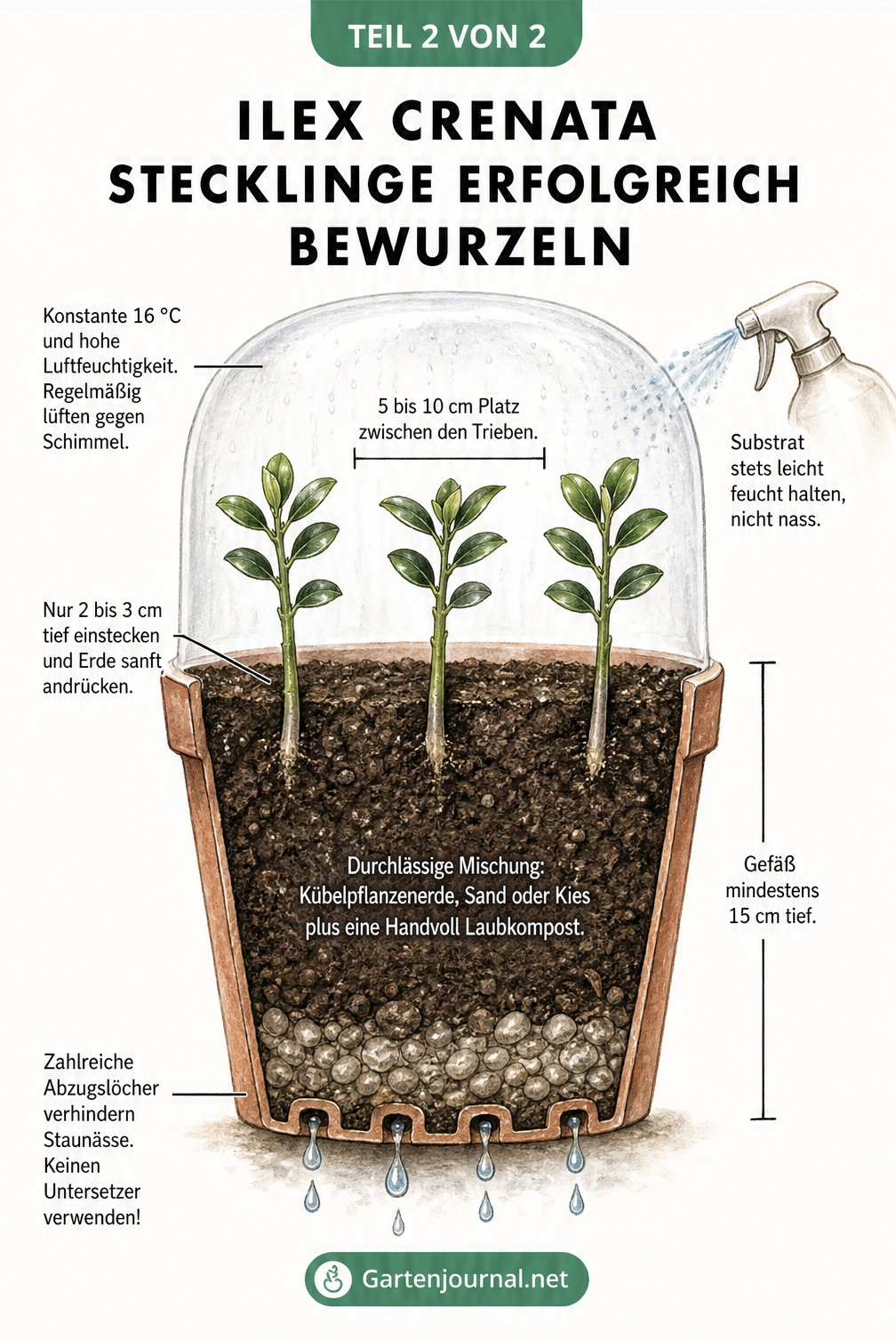 Querschnitt eines Anzuchttopfes mit Ilex crenata Stecklingen, der die richtige Pflanztiefe und das Substrat zeigt