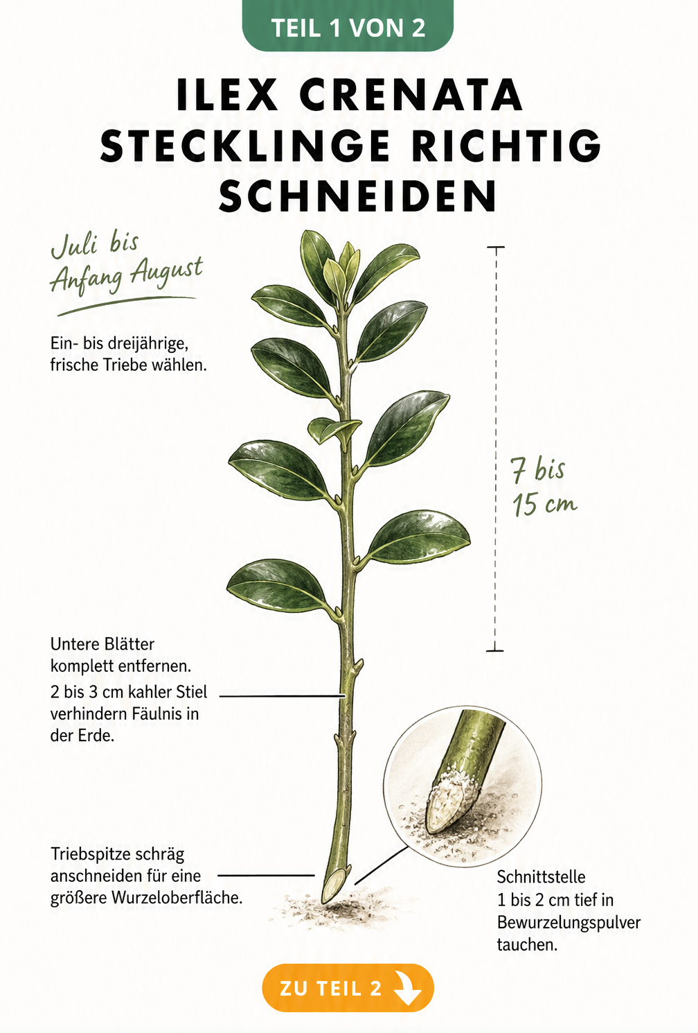 Illustration eines Ilex crenata Stecklings mit Markierungen zum richtigen Schneiden und Entblättern