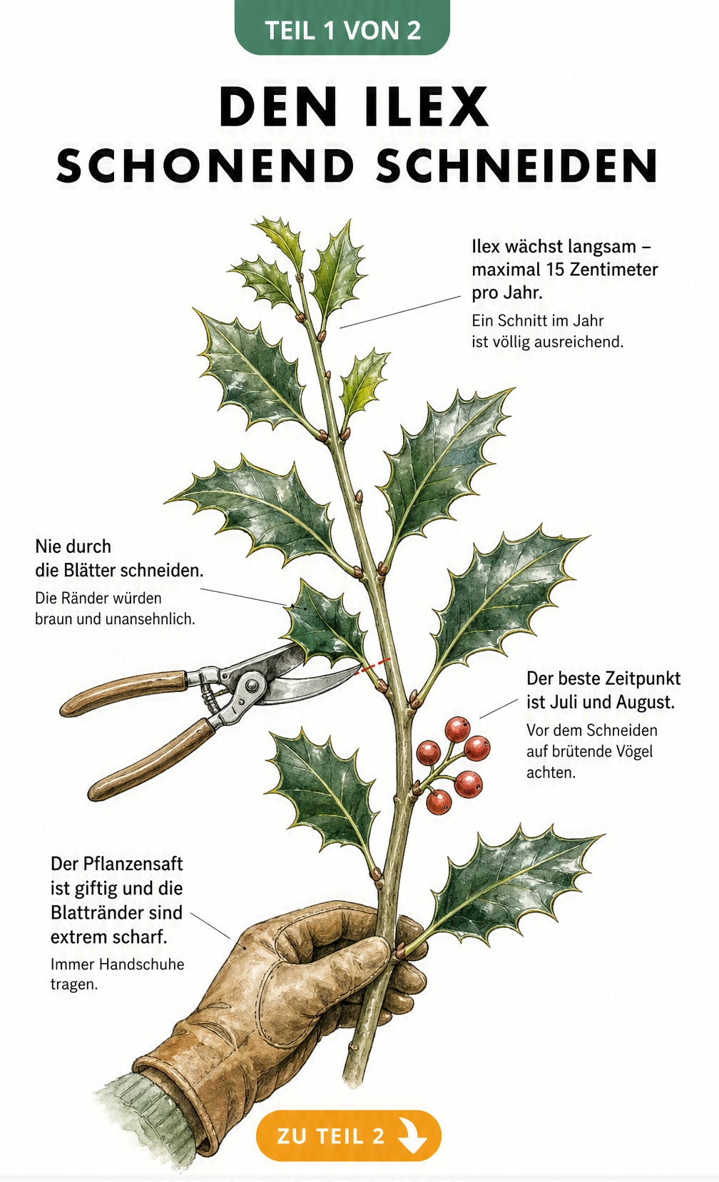 Botanische Illustration eines Ilex-Zweigs mit Hinweisen zum richtigen Schnitt, Schnittzeitpunkt und Warnung vor giftigem Pflanzensaft.