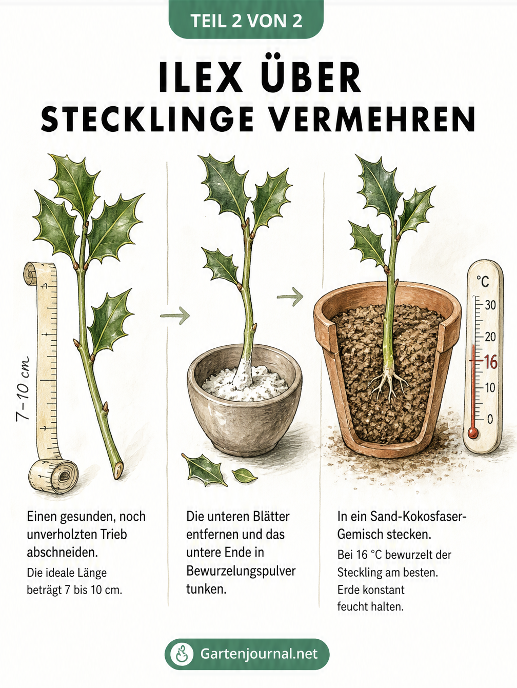 Aquarell-Zeichnung, die die Vermehrung von Ilex über Stecklinge in drei Schritten zeigt: Trieb schneiden, Bewurzelungspulver auftragen und in Erde stecken.