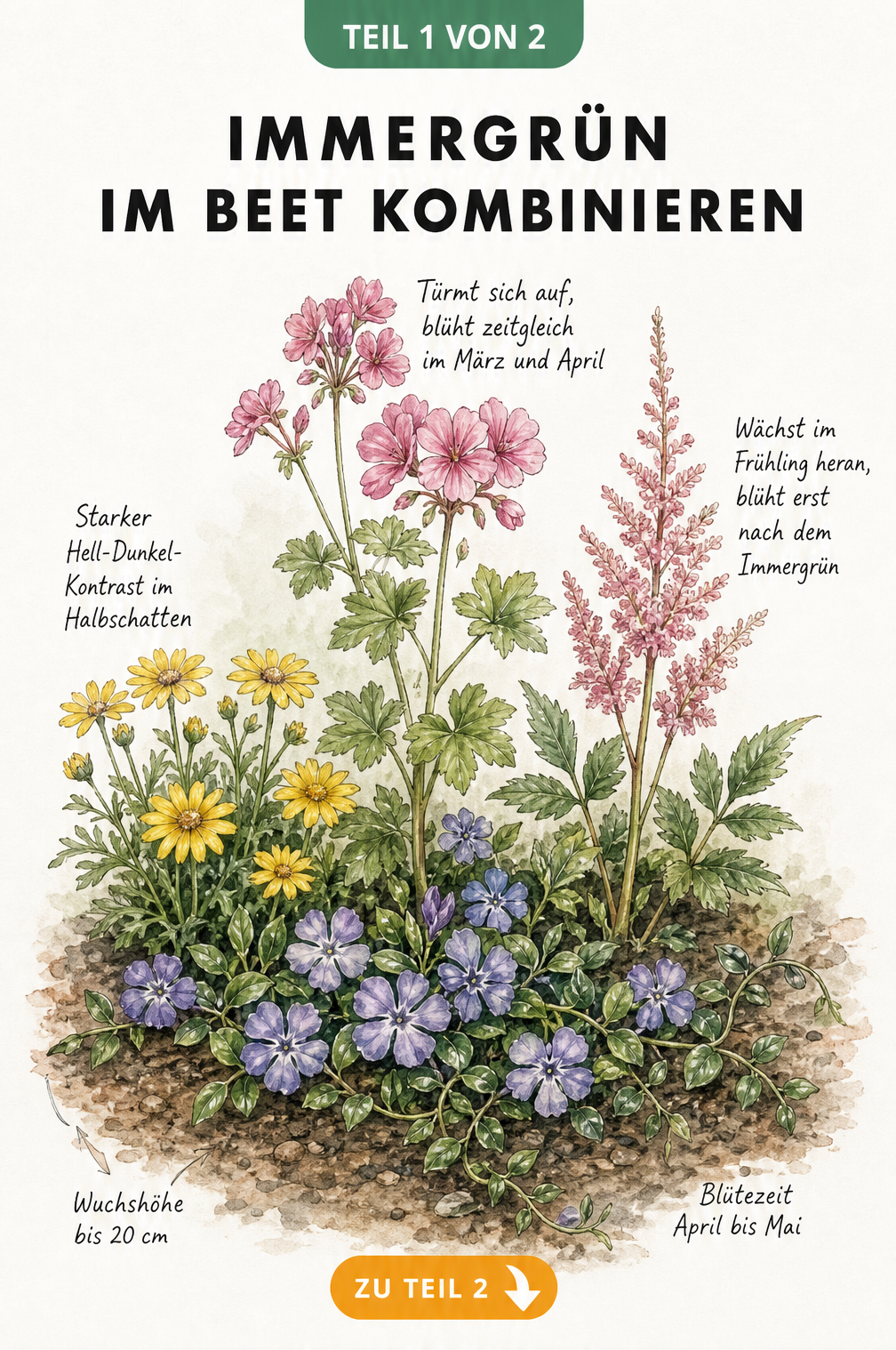 Aquarell-Zeichnung eines Beetes mit blauviolettem Immergrün, gelbem Goldkörbchen, rosa Storchschnabel und Astilbe.