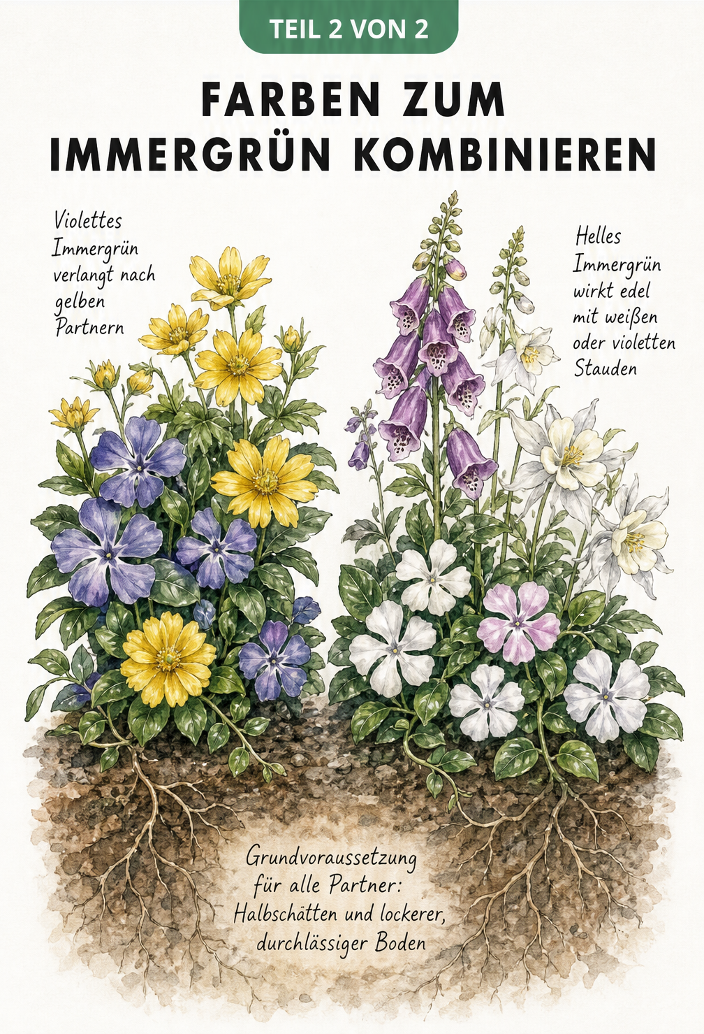 Zwei Blumenbouquets zeigen Farbkontraste: Violettes Immergrün mit gelben Blüten und helles Immergrün mit weißen und violetten Stauden.