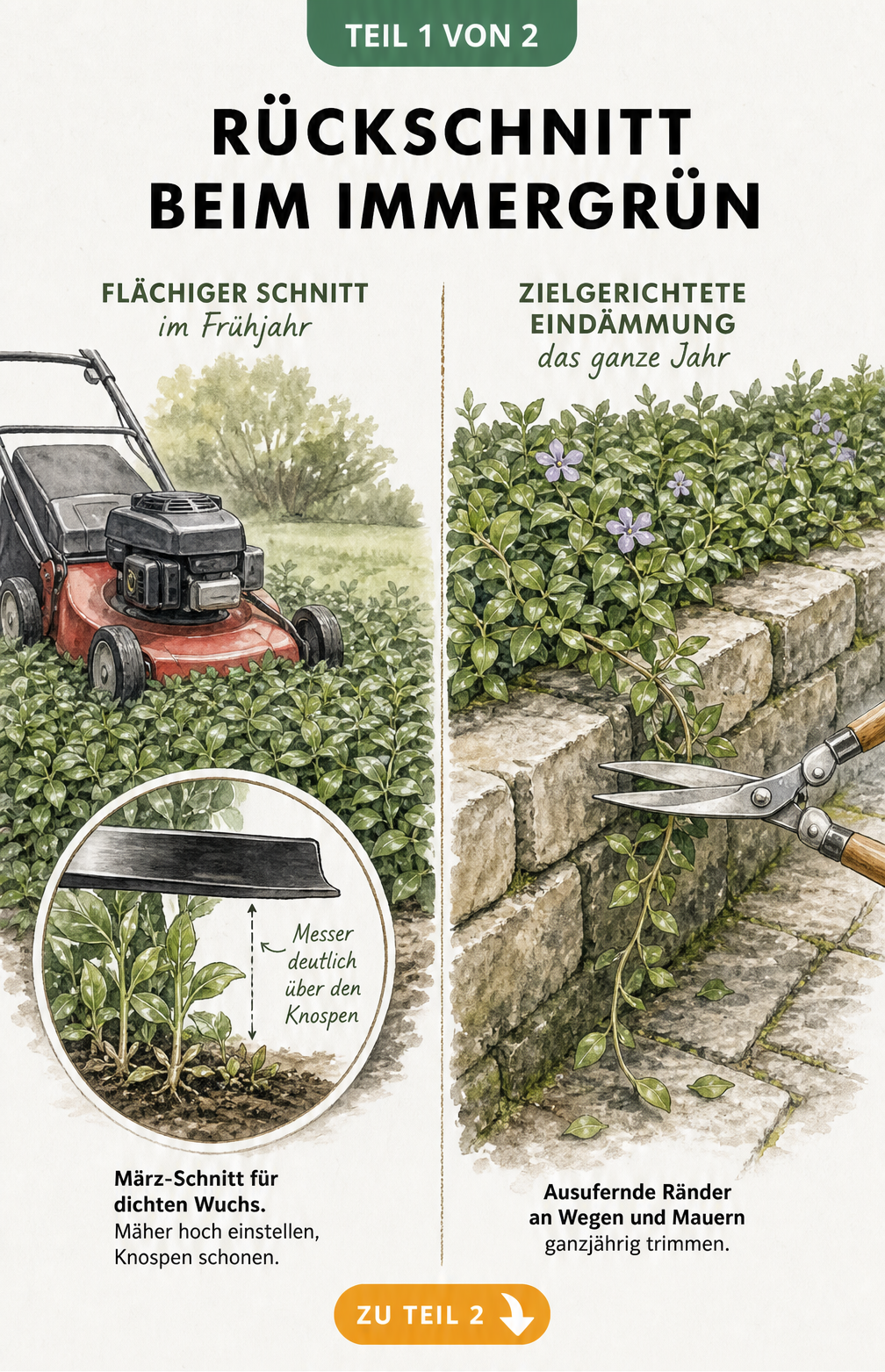 Illustration von zwei Schnittmethoden für Immergrün: flächiger Schnitt mit Rasenmäher im Frühjahr und gezieltes Trimmen mit Rasenschere an Mauern.