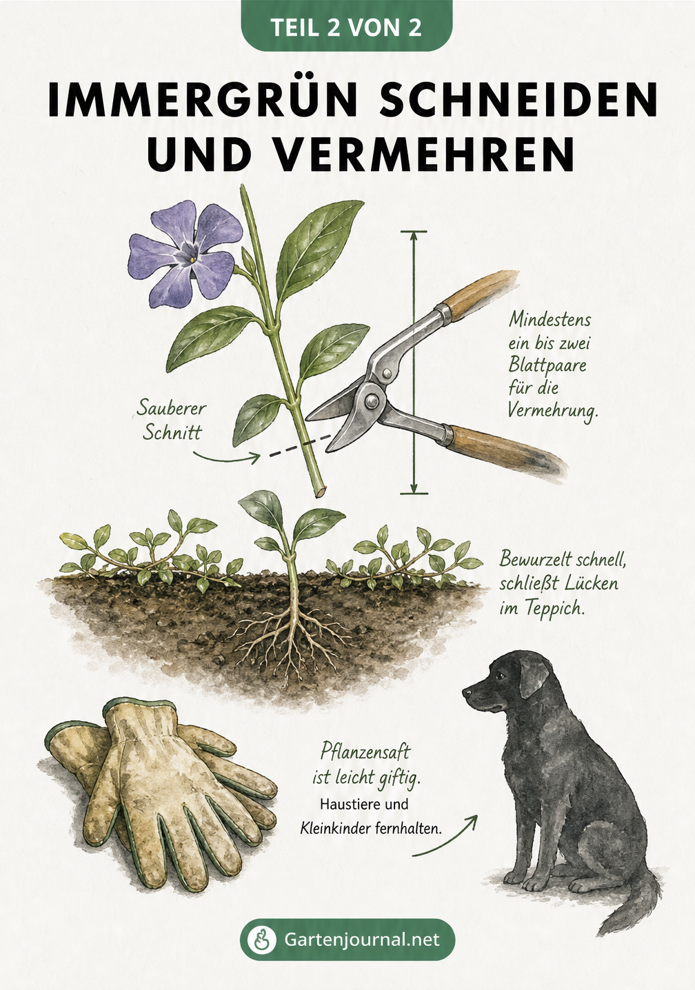 Botanische Zeichnung eines Immergrün-Stecklings mit Maßlinie für die Vermehrung und Warnhinweis zur Giftigkeit für Haustiere.