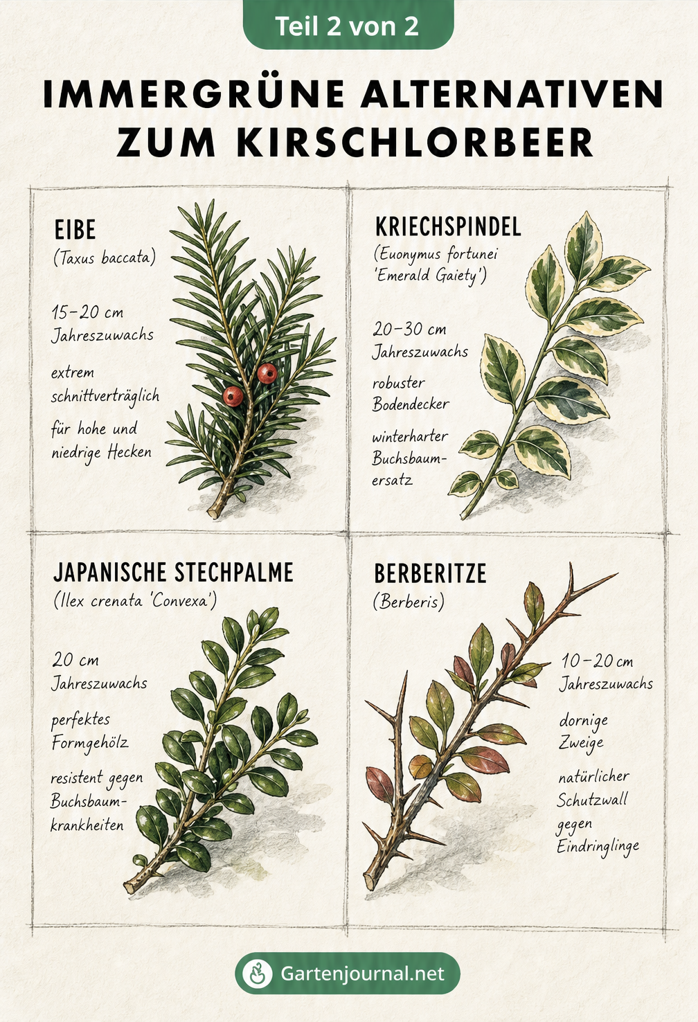 Botanische Illustration von vier immergrünen Alternativen zum Kirschlorbeer: Eibe, Kriechspindel, Japanische Stechpalme und Berberitze.