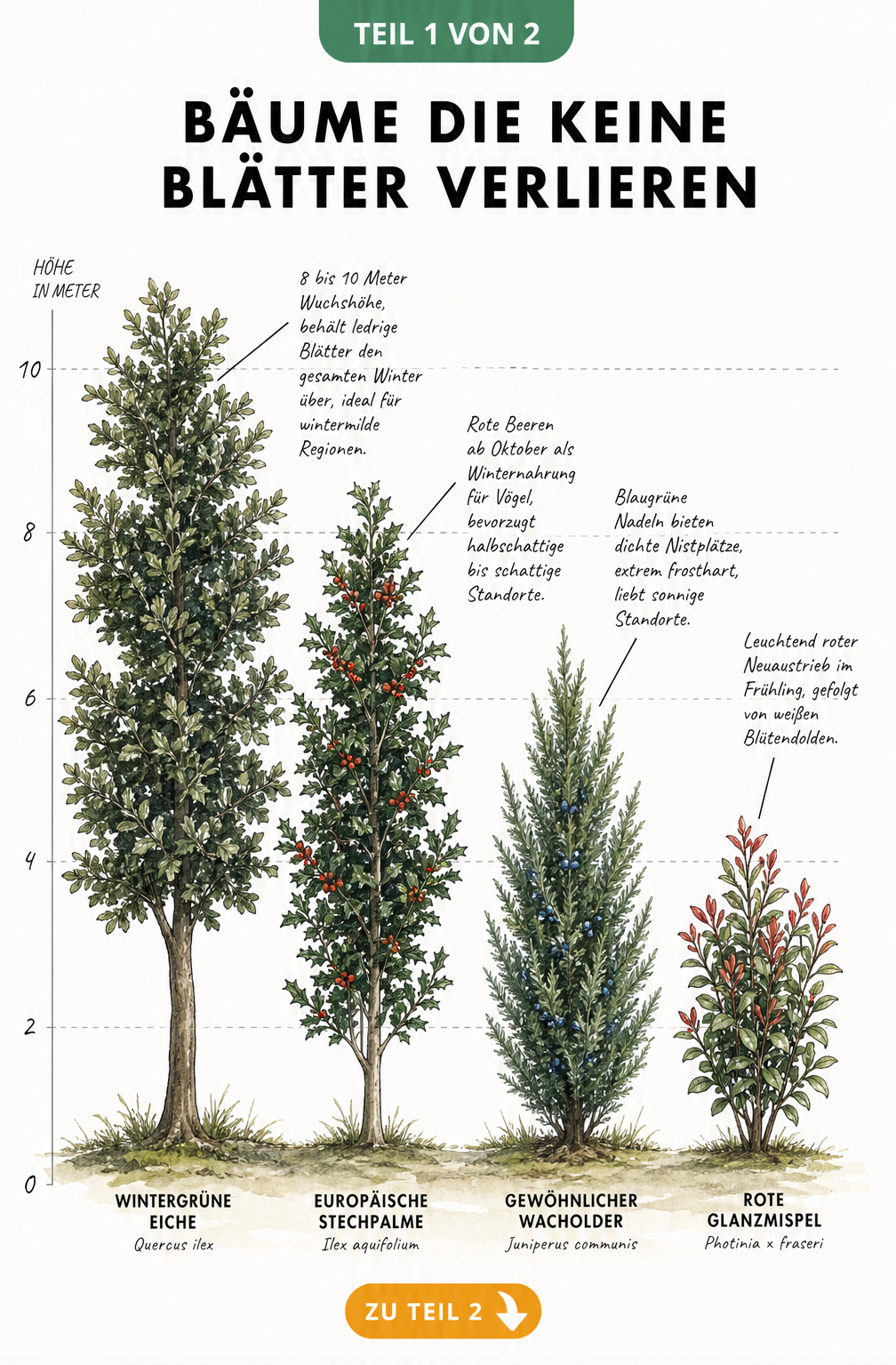 Illustration von vier immergrünen Bäumen im Größenvergleich: Wintergrüne Eiche, Europäische Stechpalme, Gewöhnlicher Wacholder und Rote Glanzmispel mit ihren...