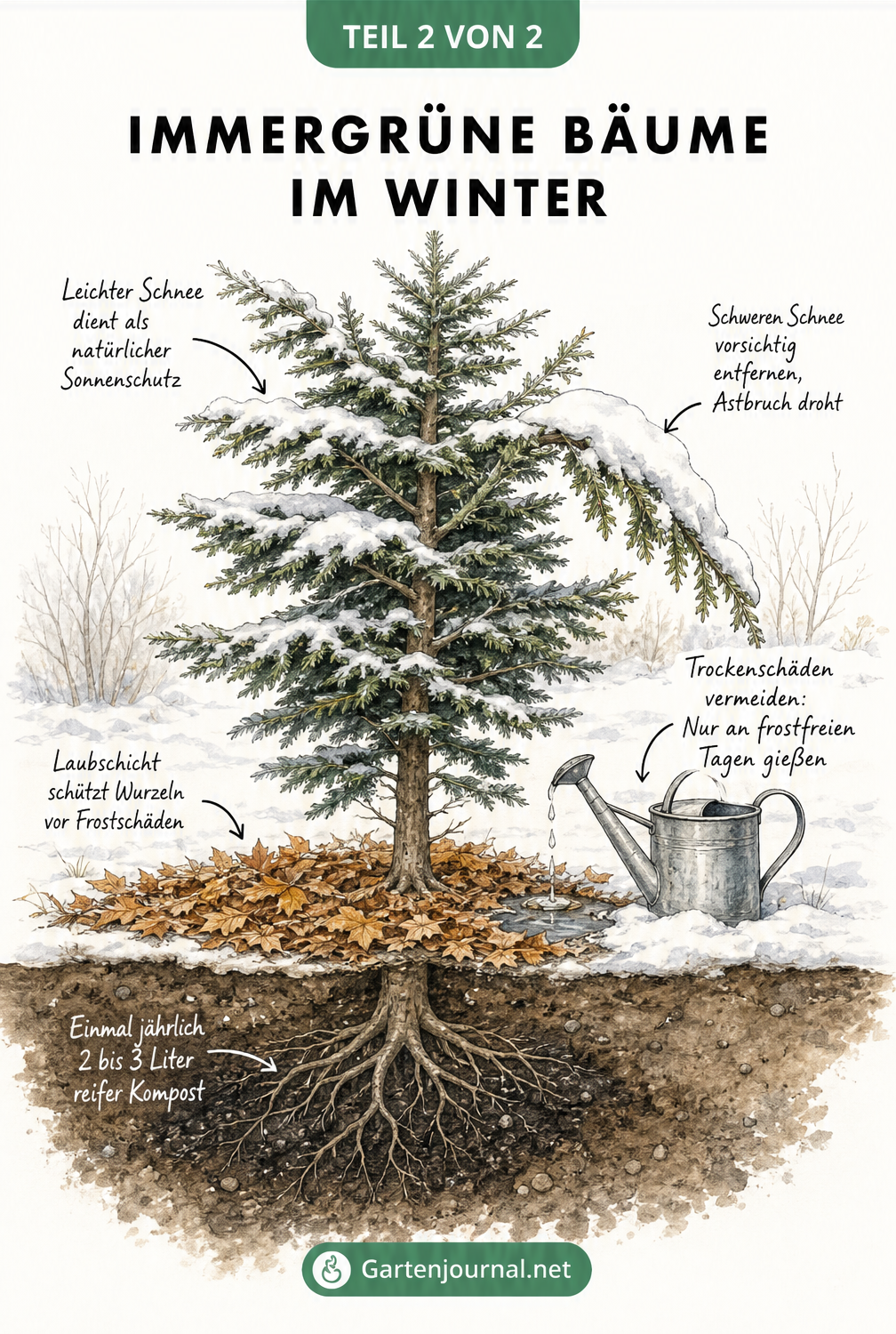 Querschnitt eines Nadelbaums im Winter mit Hinweisen zu Kompost, Laubschicht als Frostschutz, Schneelast und Gießen an frostfreien Tagen