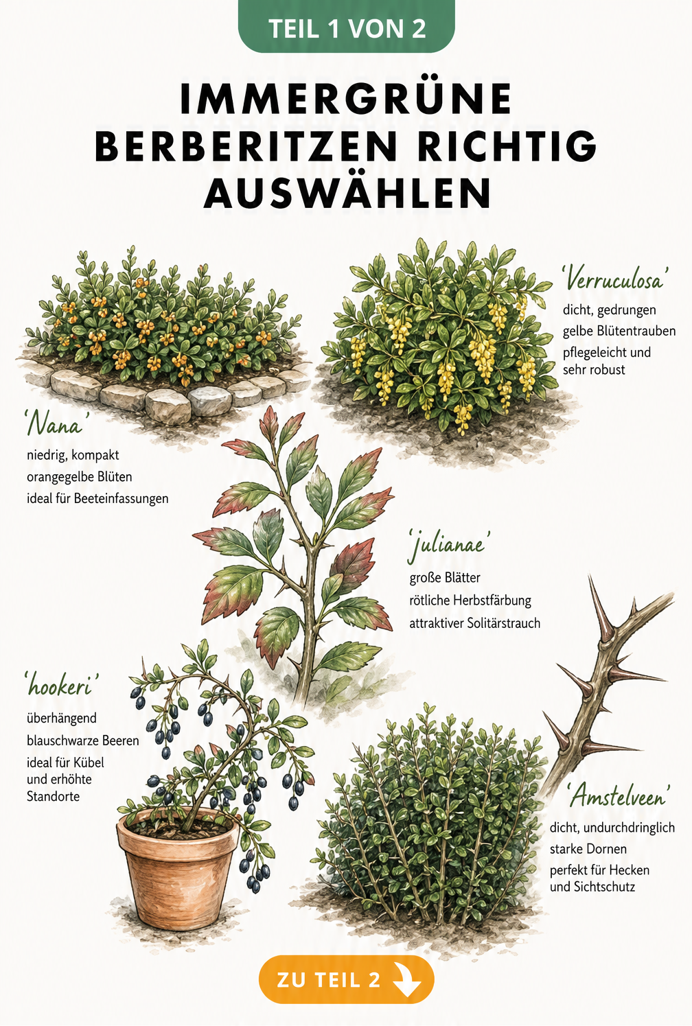Illustration verschiedener immergrüner Berberitzen-Sorten wie Nana, Verruculosa, Julianae, Hookeri und Amstelveen mit ihren Wuchsformen und Blüten