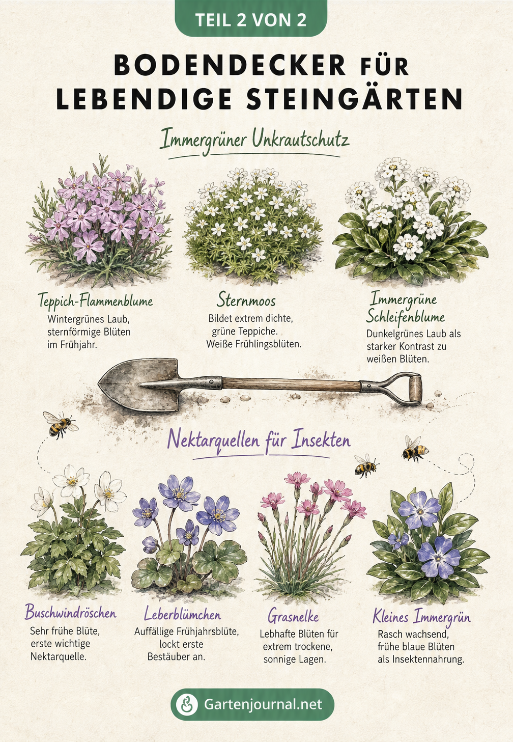 Botanische Illustration von immergrünen Bodendeckern und Nektarquellen für Insekten