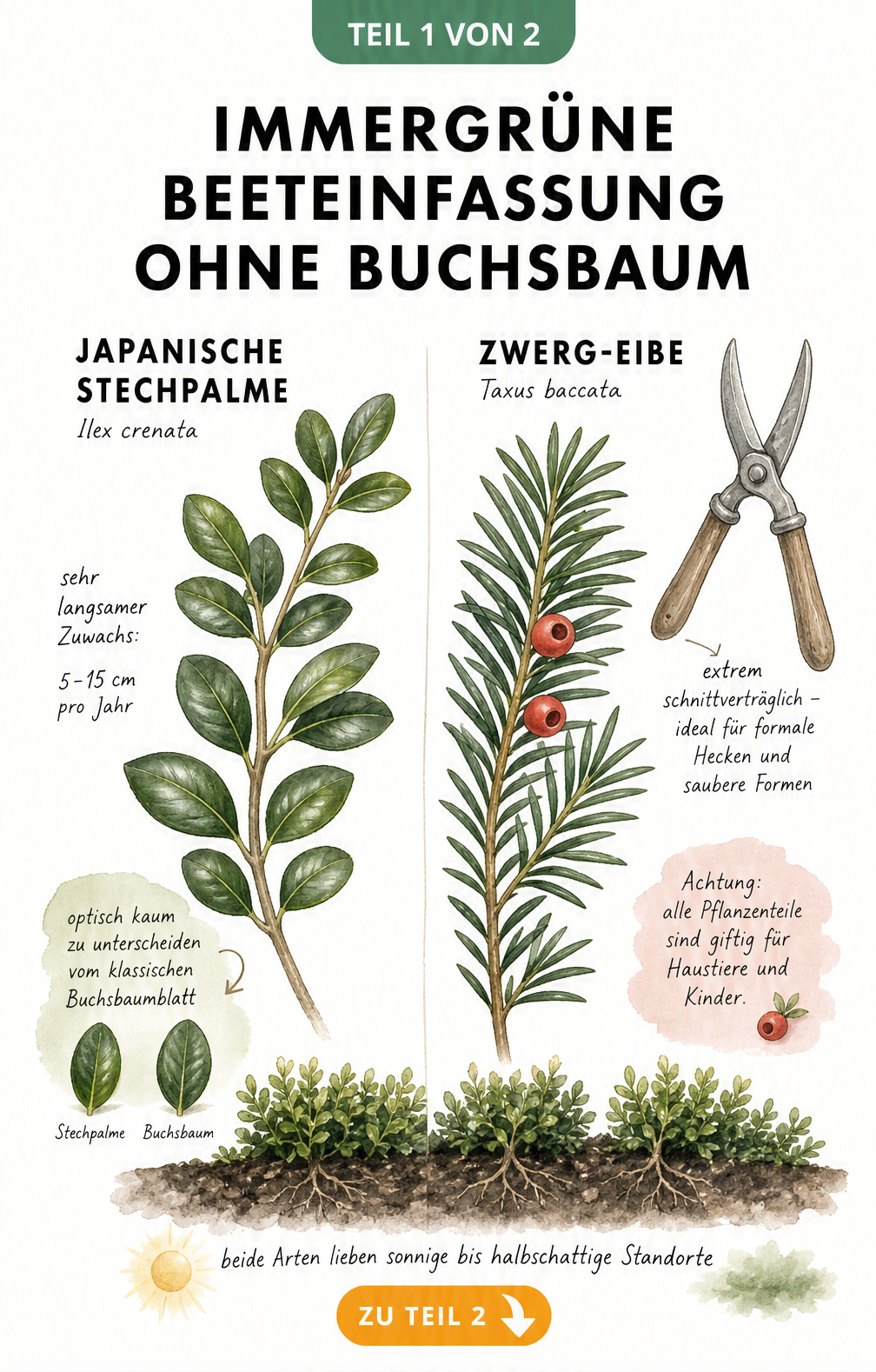 Illustration von Japanischer Stechpalme und Zwerg-Eibe als immergrüne Buchsbaum-Alternativen mit Blattformen und Pflegehinweisen