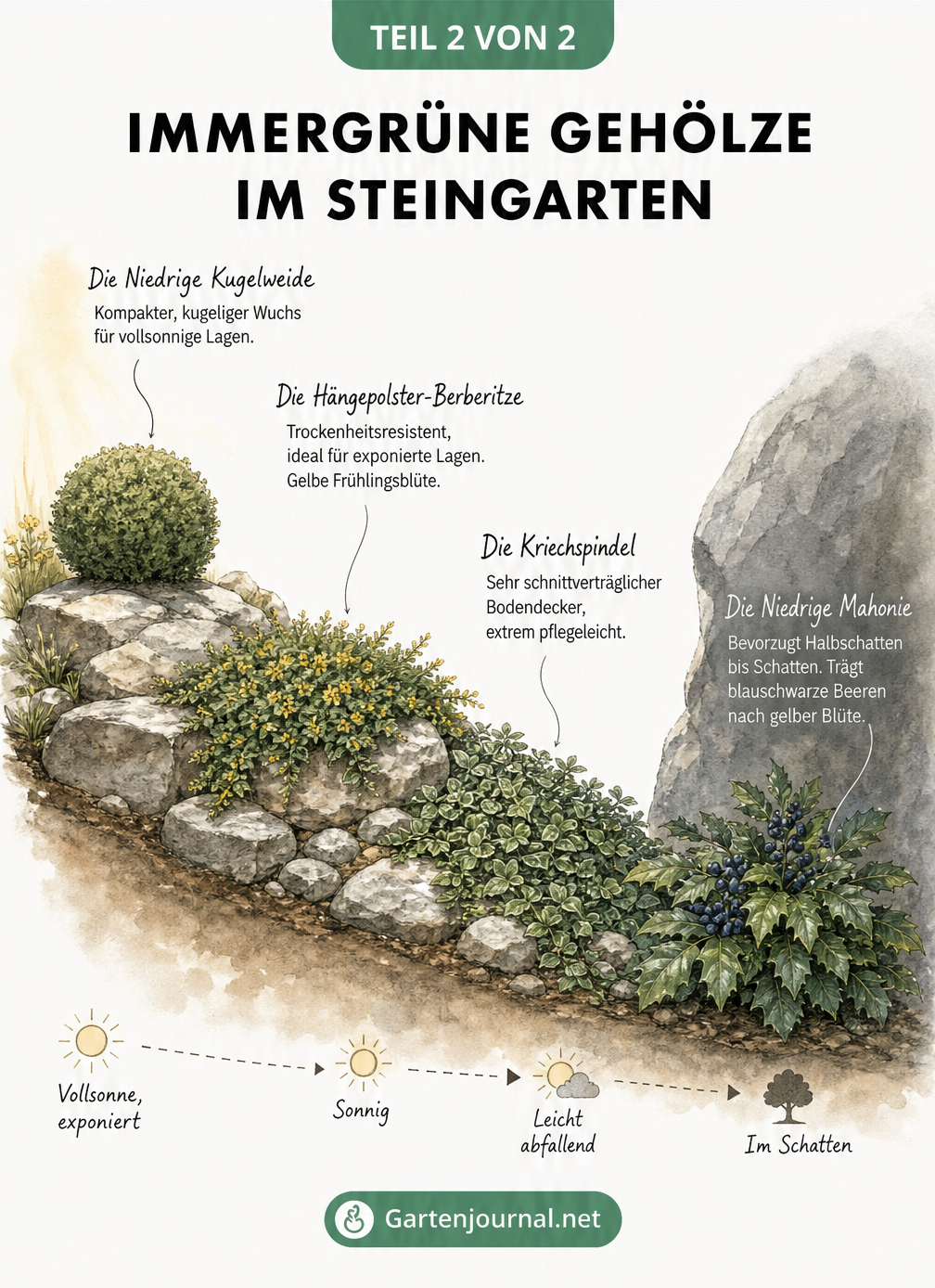 Querschnitt eines Steingartens mit immergrünen Gehölzen: Niedrige Kugelweide in der Sonne, Hängepolster-Berberitze, Kriechspindel und Niedrige Mahonie im...