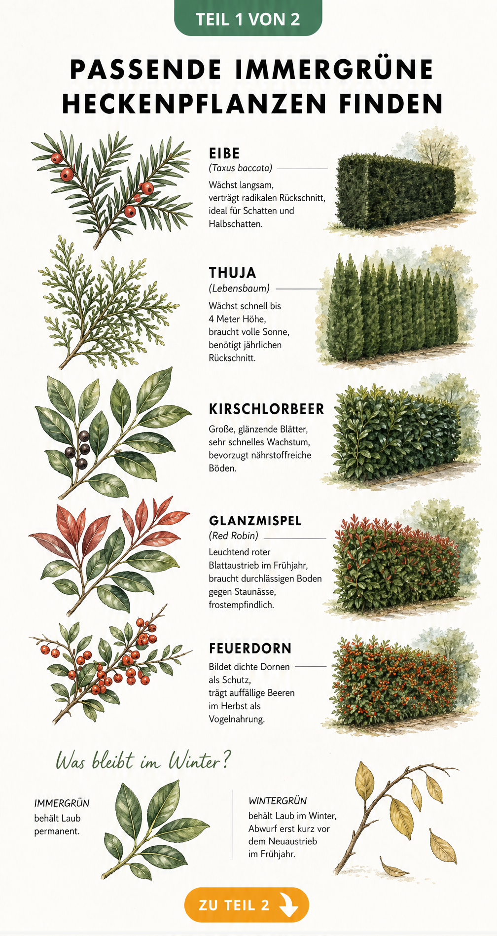 Botanische Illustration von fuenf immergruenen Heckenpflanzen: Eibe, Thuja, Kirschlorbeer, Glanzmispel und Feuerdorn mit Details zu Blaettern und Beeren.