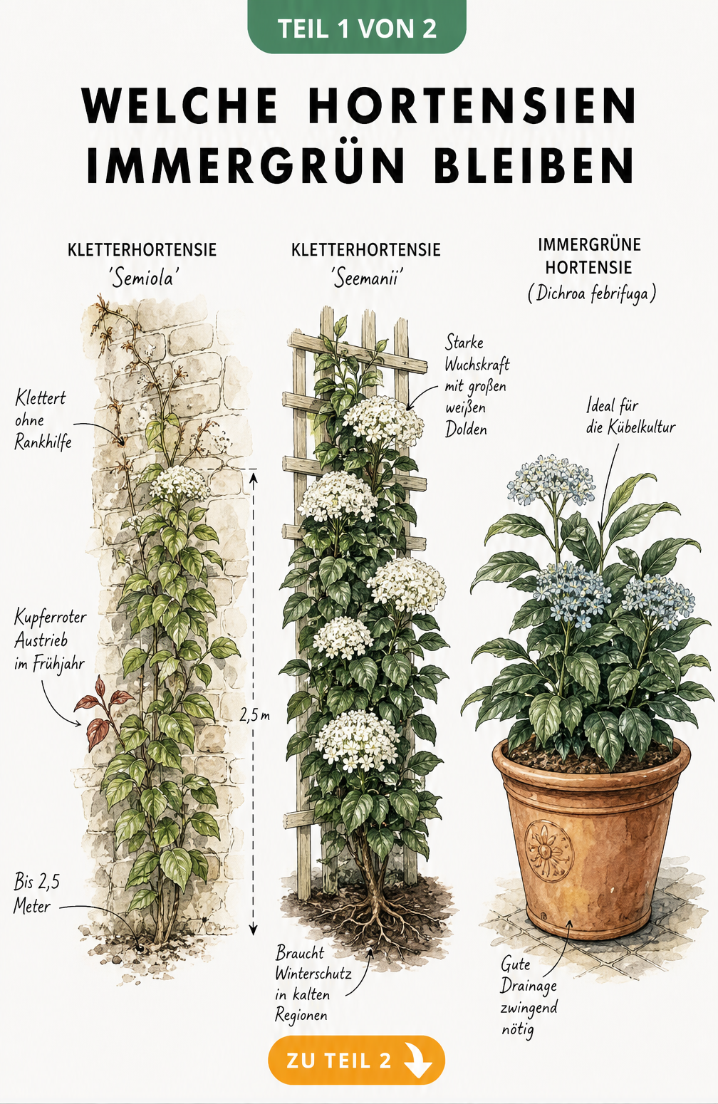 Botanische Illustration von drei immergrünen Hortensienarten: Kletterhortensie Semiola, Seemanii und Immergrüne Hortensie im Topf mit Wuchseigenschaften.