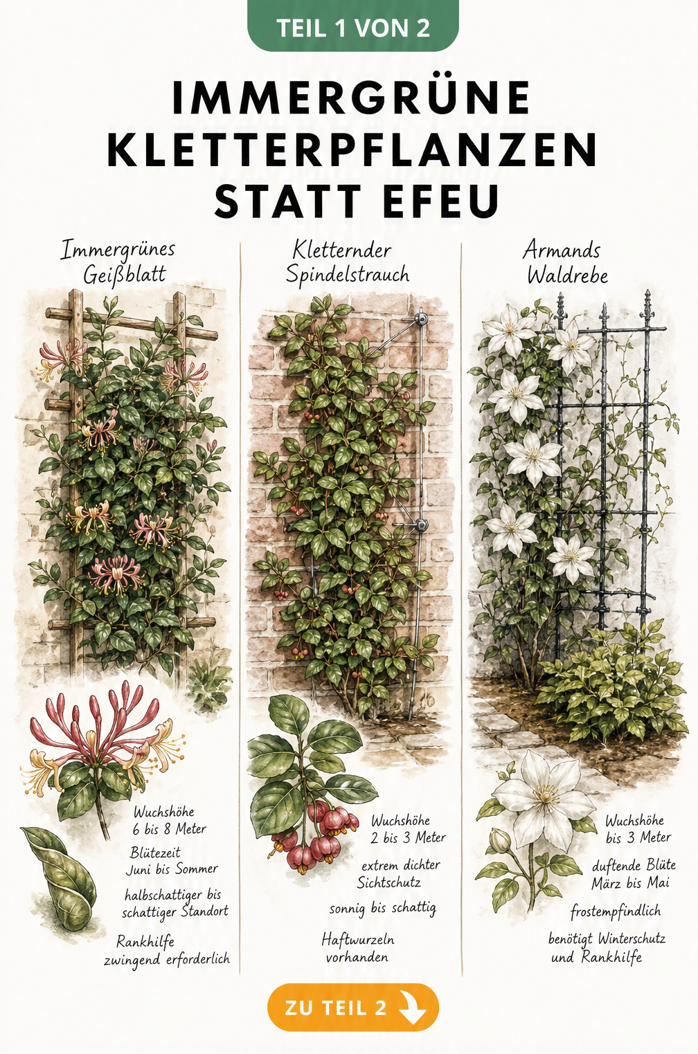 Aquarell-Zeichnung von drei immergrünen Kletterpflanzen als Efeu-Alternative: Immergrünes Geißblatt, Kletternder Spindelstrauch und Armands Waldrebe an...