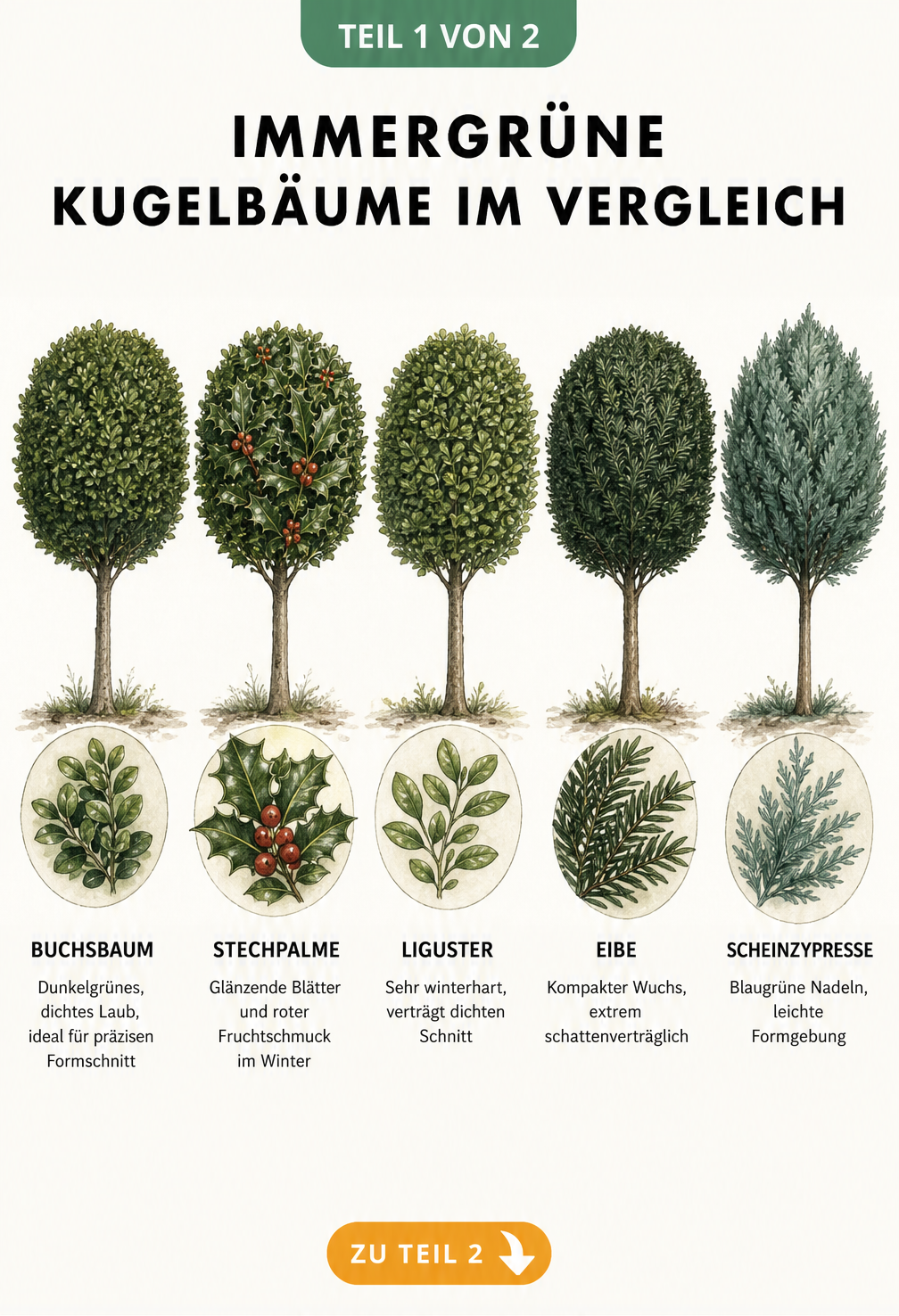 Botanische Illustration von fünf immergrünen Kugelbäumen: Buchsbaum, Stechpalme, Liguster, Eibe und Scheinzypresse mit Detailansichten der Blätter