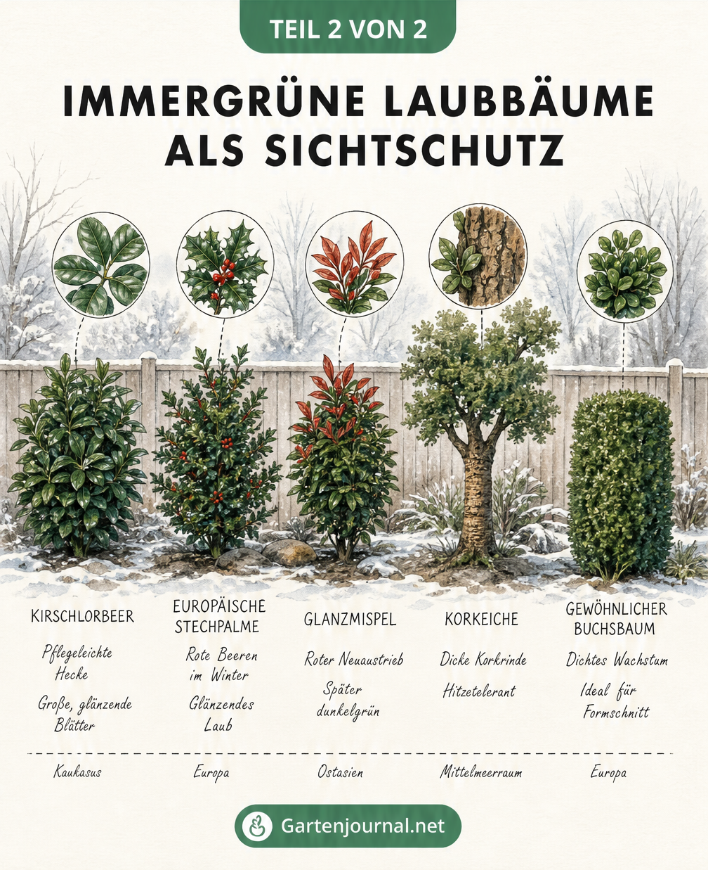 Zeichnung von fünf immergrünen Laubbäumen wie Kirschlorbeer und Buchsbaum vor einem winterlichen Gartenzaun