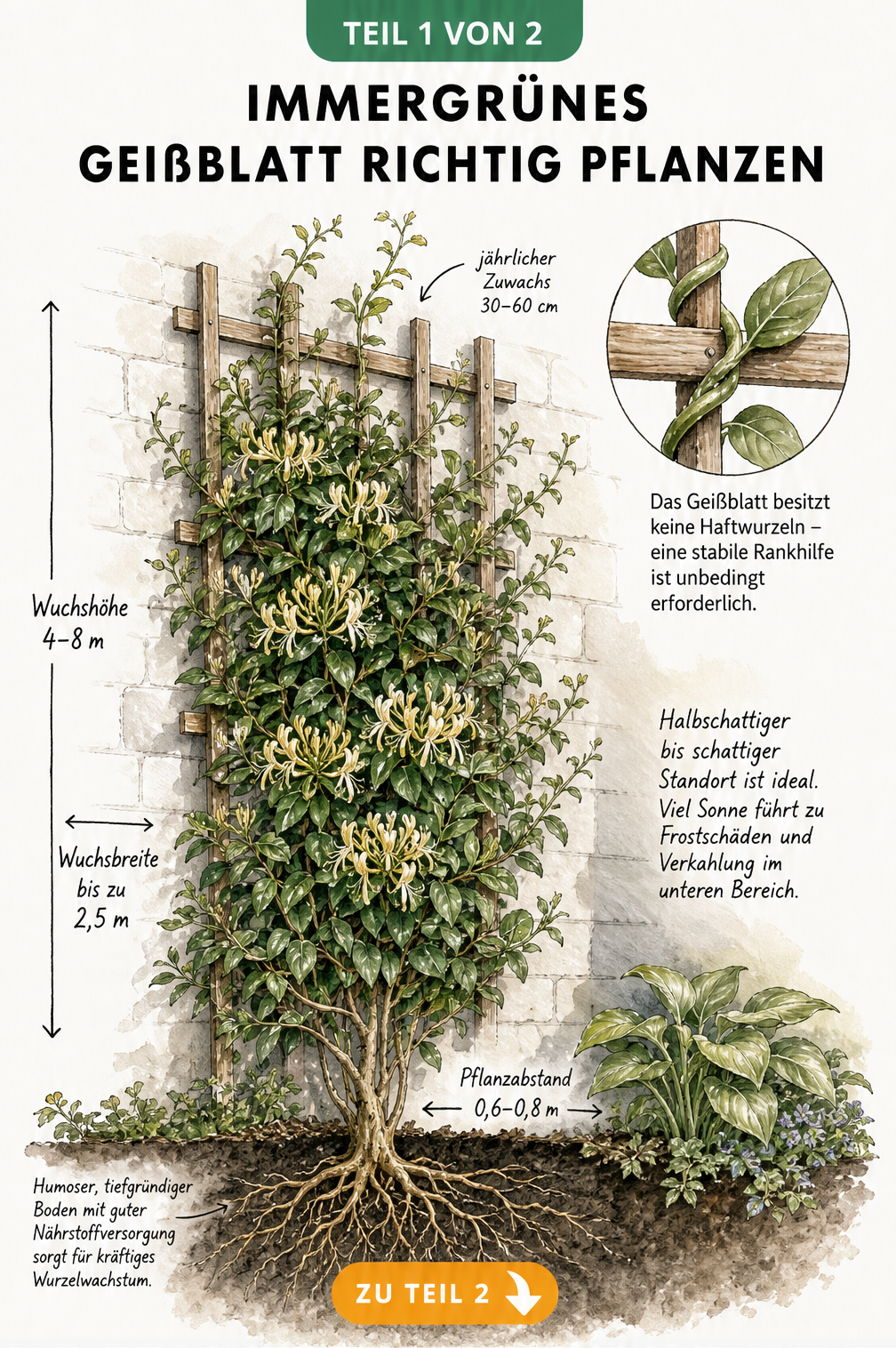 Botanische Illustration eines Immergrünen Geißblatts an einem Holzspalier mit Maßstab für Wuchshöhe und Pflanzabstand.