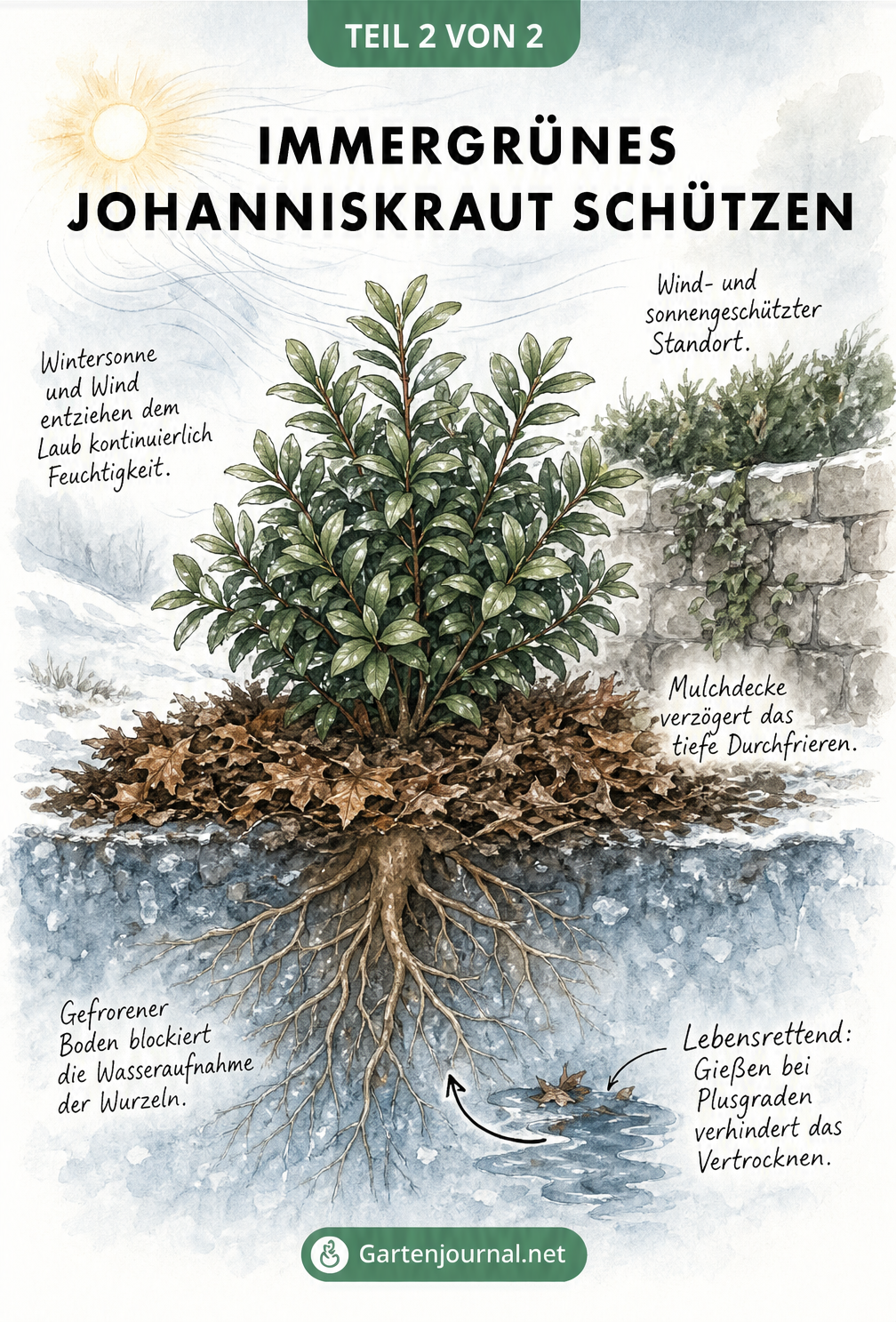 Illustration eines immergrünen Johanniskrauts im Winter, das vor Wind und Sonne geschützt ist und bei Plusgraden gegossen wird