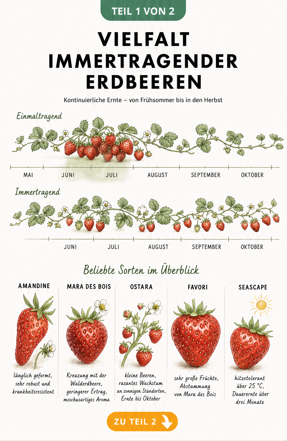 Botanische Illustration immertragender Erdbeeren mit Erntezeitraum und fünf Sorten wie Amandine und Mara des Bois