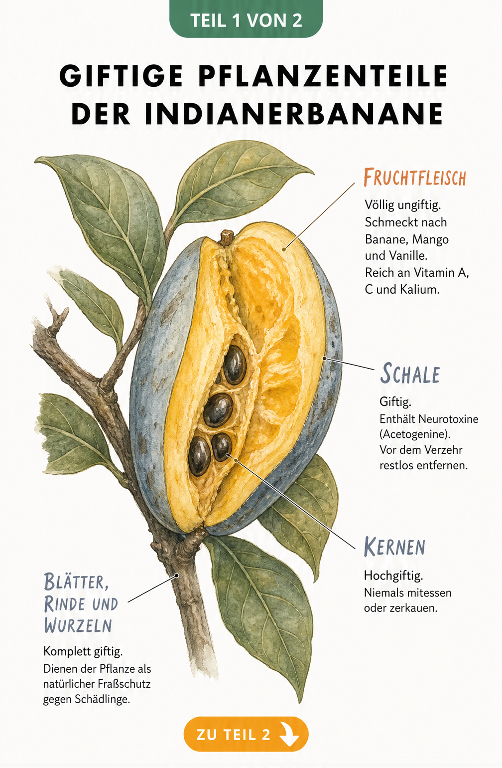 Botanische Illustration einer Indianerbanane, die essbare gelbe Früchte und giftige blau-graue Pflanzenteile wie Schale, Kerne und Blätter zeigt.