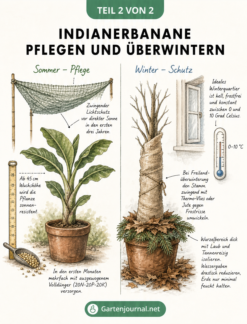 Zweigeteilte Skizze einer jungen Indianerbanane, die links den Sonnenschutz im Sommer und rechts den Frostschutz im Winter zeigt