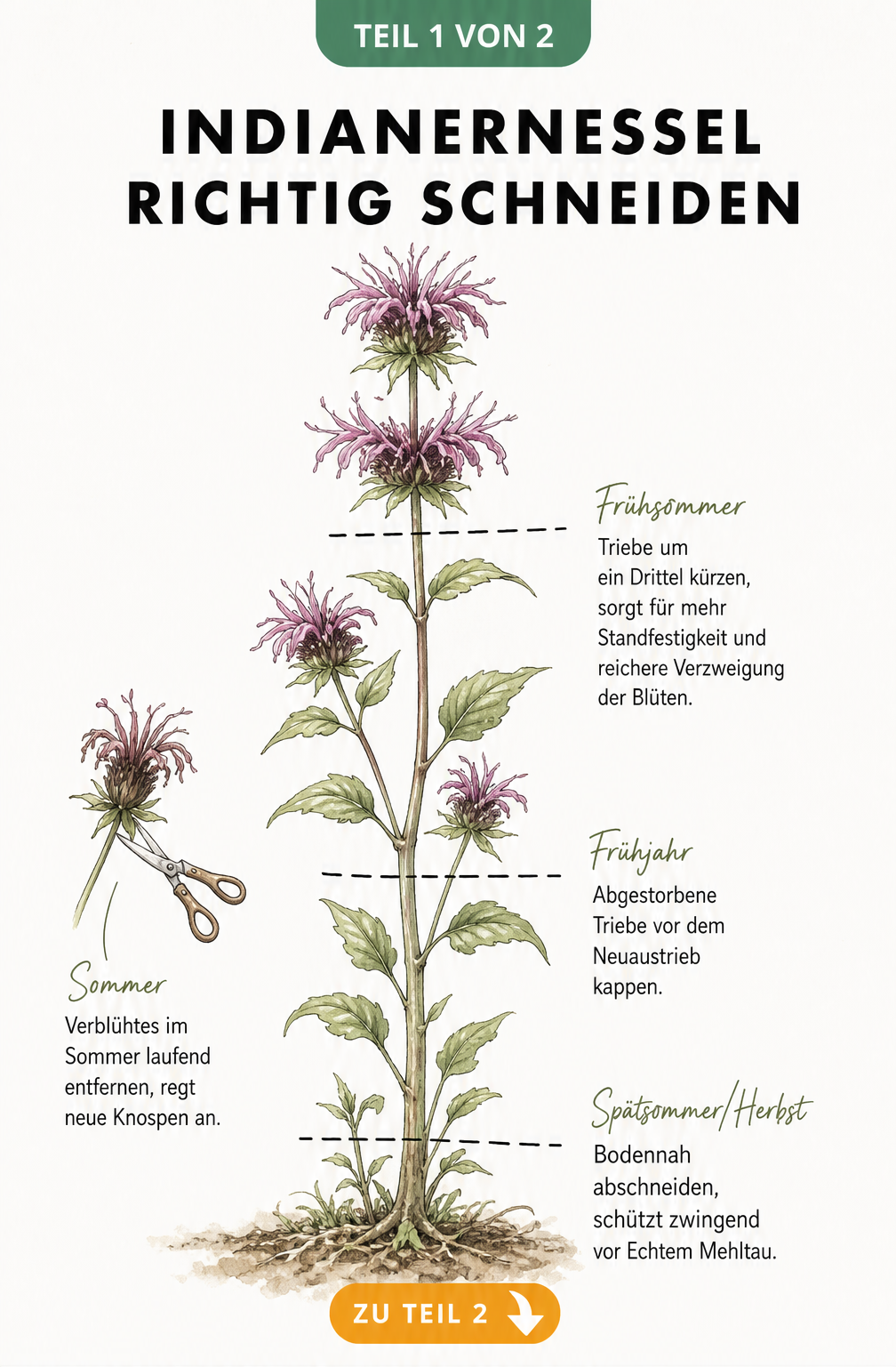 Botanische Illustration einer Indianernessel mit Markierungen für den Rückschnitt im Frühjahr, Frühsommer und Herbst