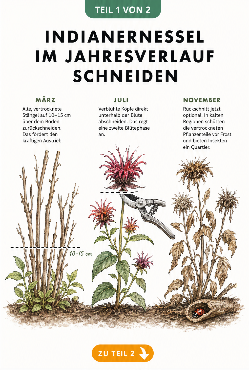 Illustration der Indianernessel im Jahresverlauf: Rückschnitt im Frühjahr, Sommerschnitt nach der Blüte und welker Zustand im Herbst.