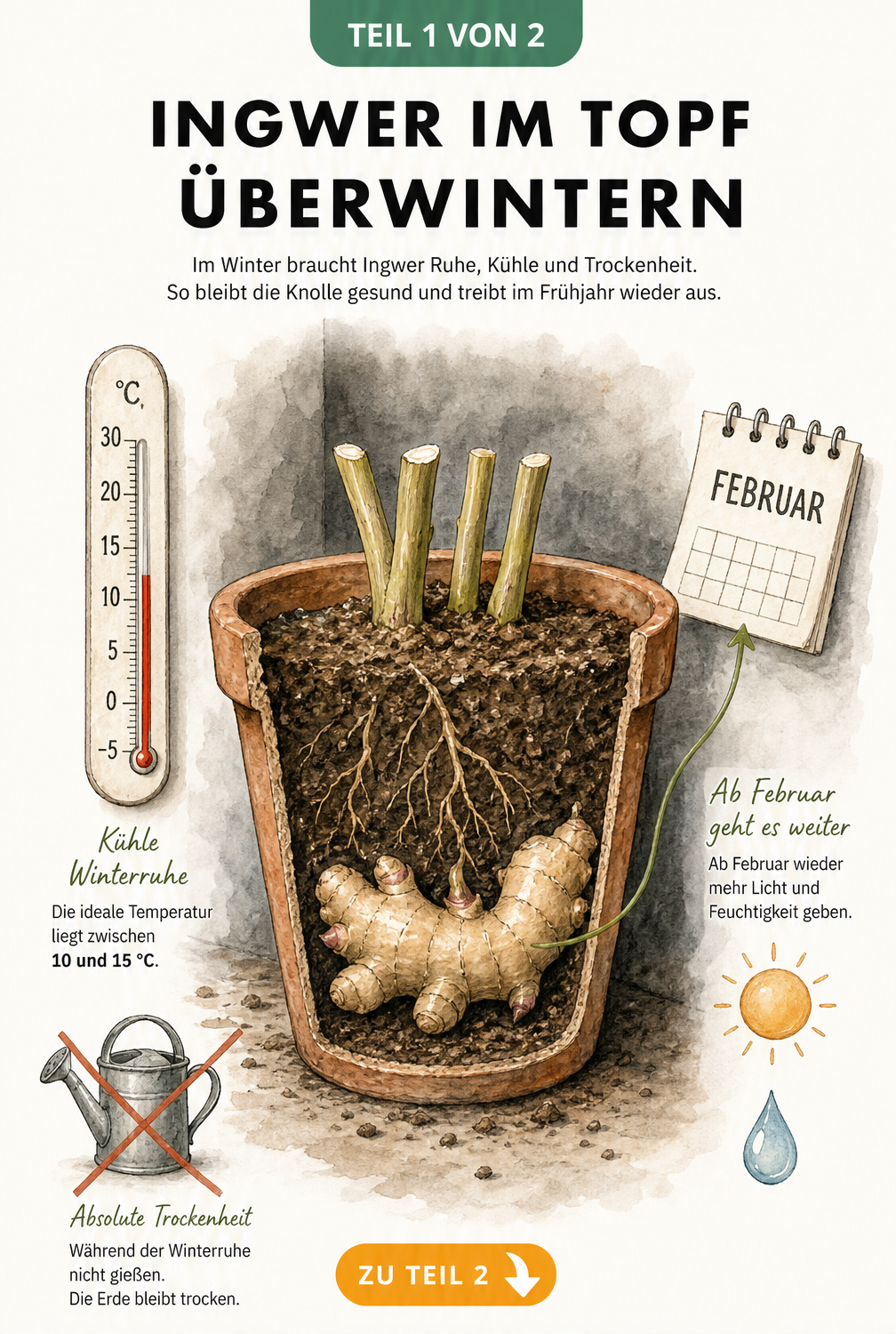 Querschnitt eines Terrakottatopfs mit Ingwerknolle, Thermometer bei 10 bis 15 Grad und durchgestrichener Gießkanne