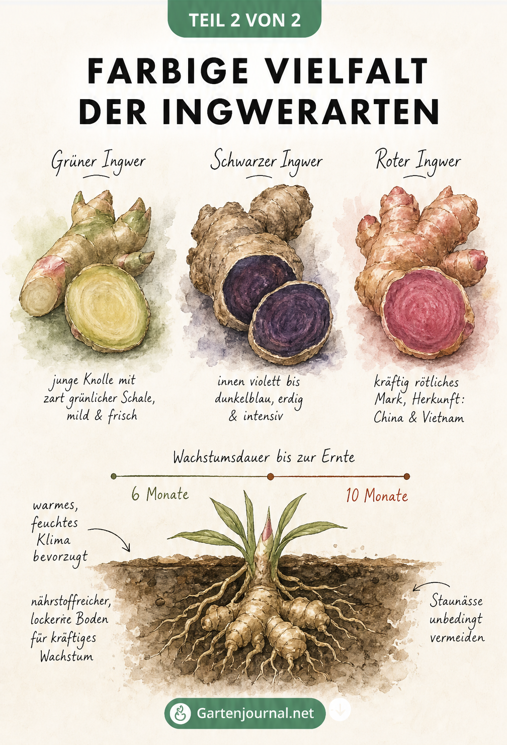 Illustration von grünem, schwarzem und rotem Ingwer sowie einer wachsenden Ingwerknolle in der Erde