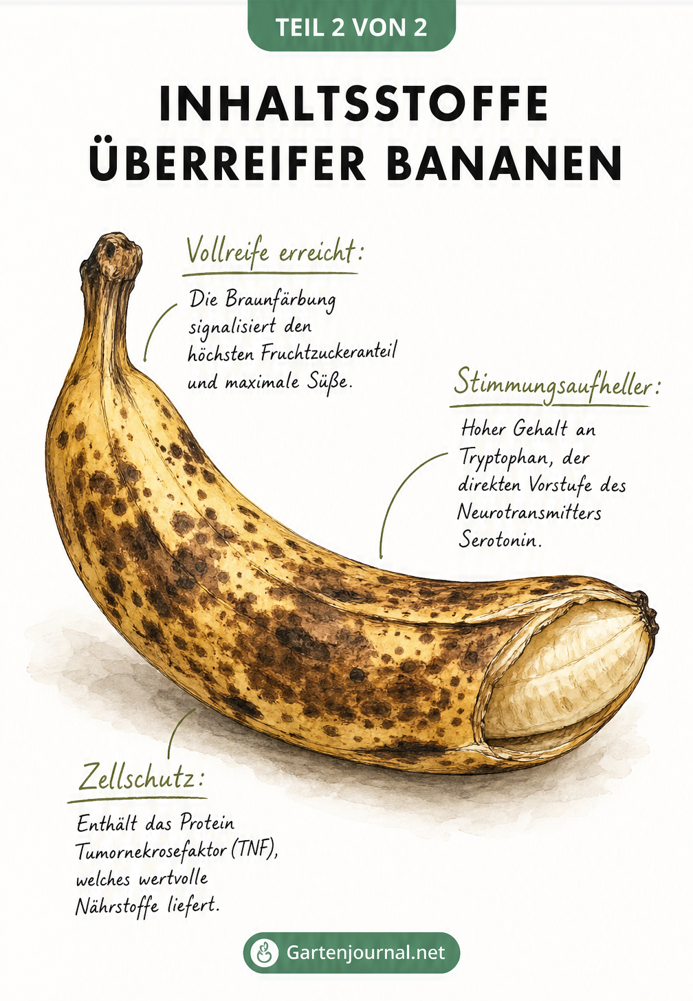 Illustration einer überreifen Banane mit Erklärungen zu ihren Inhaltsstoffen