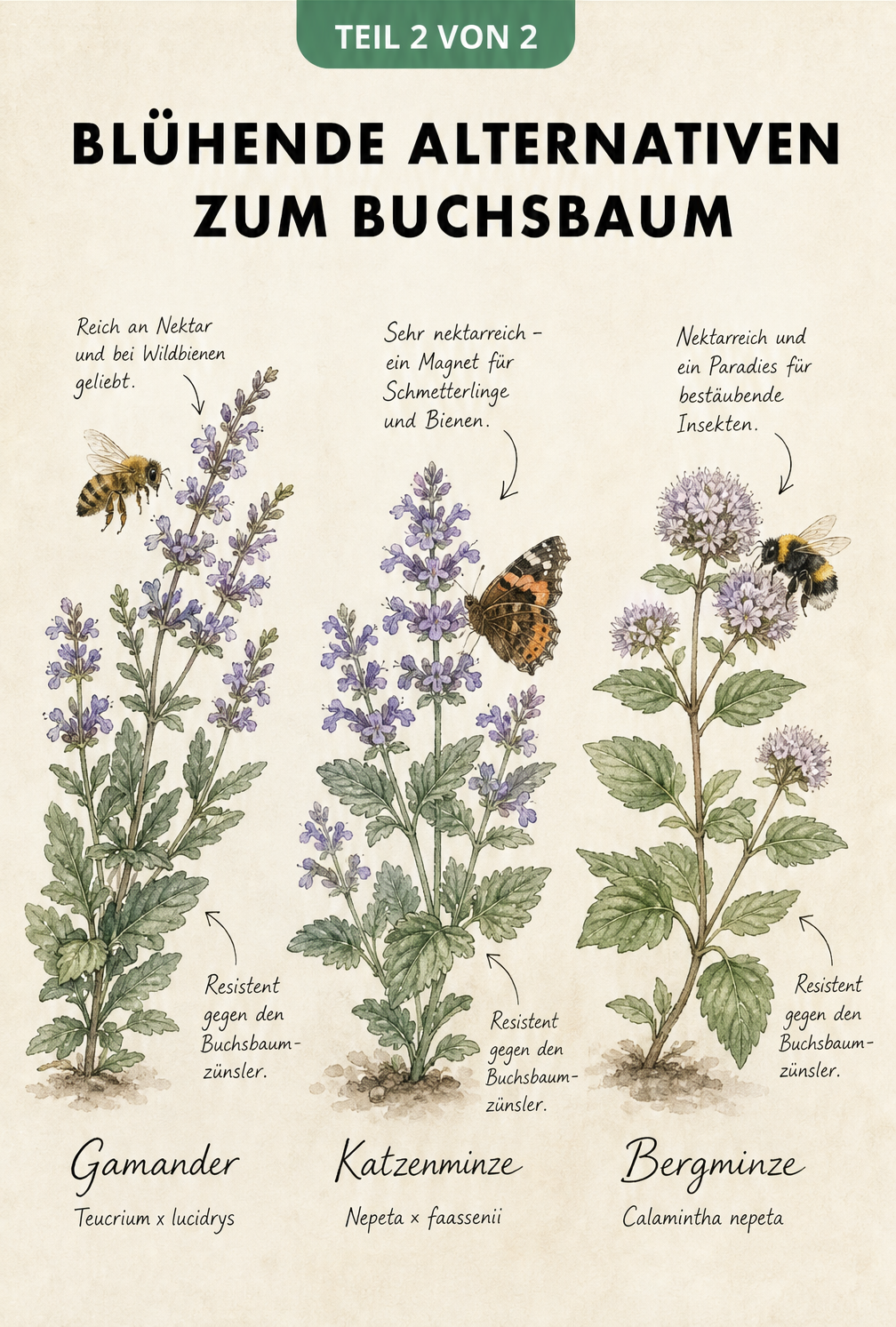 Illustration von drei insektenfreundlichen Buchsbaum-Alternativen: Gamander, Katzenminze und Bergminze mit Bienen
