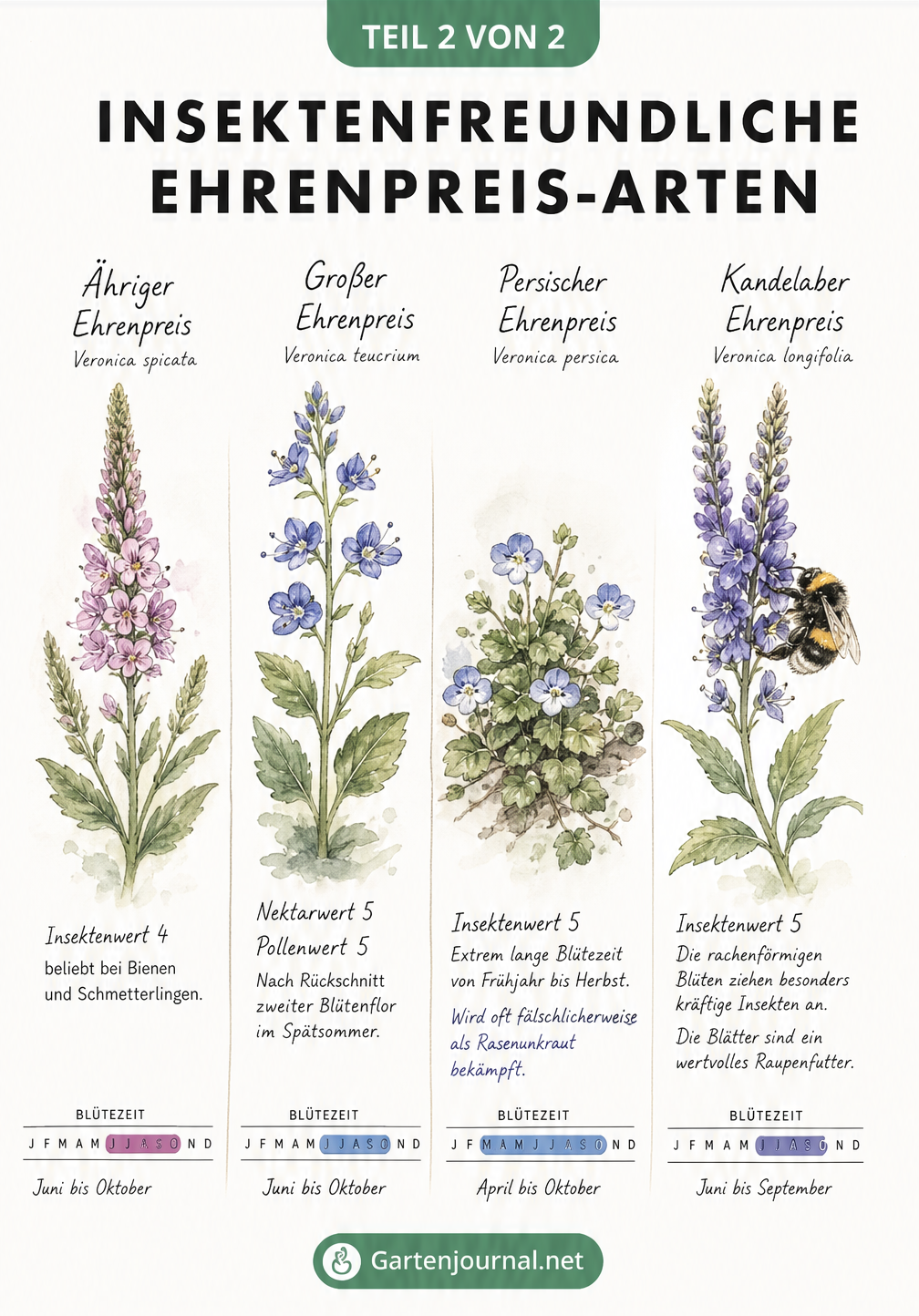 Herbarium-Darstellung von vier insektenfreundlichen Ehrenpreis-Arten: Ähriger, Großer, Persischer und Kandelaber Ehrenpreis mit farbigen Zeitstrahlen zur...