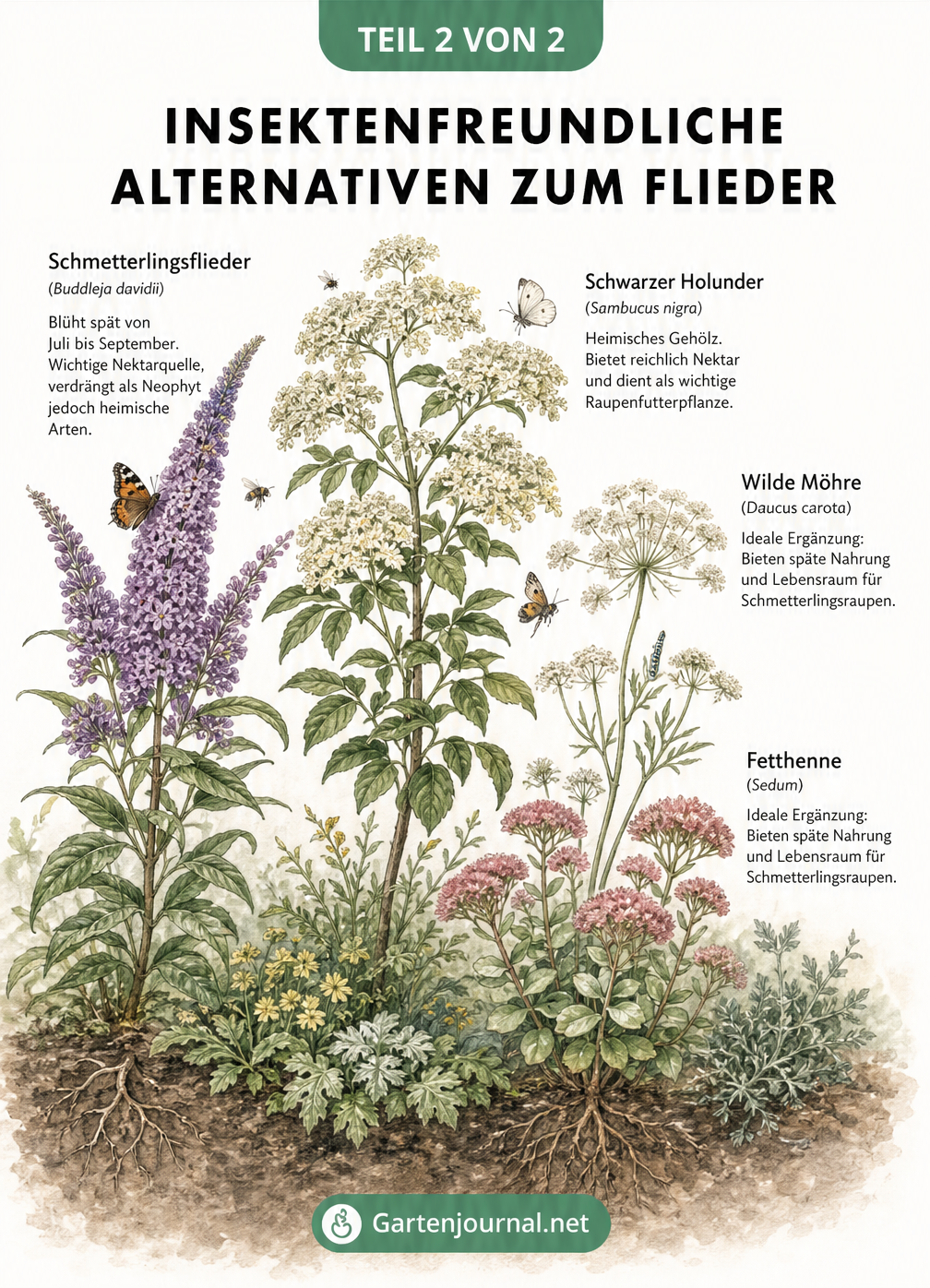 Aquarell-Illustration eines Gartenbeets mit insektenfreundlichen Alternativen zum Flieder wie Schmetterlingsflieder, Schwarzer Holunder, Wilde Möhre und...