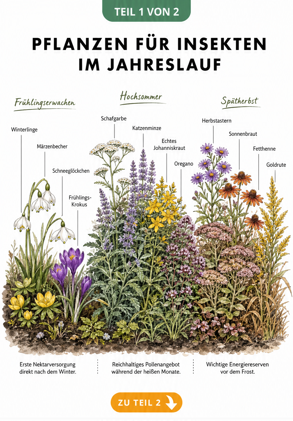 Illustration eines Blumenbeets im Jahreslauf mit Frühlingsblühern, Sommerstauden und Herbstblumen