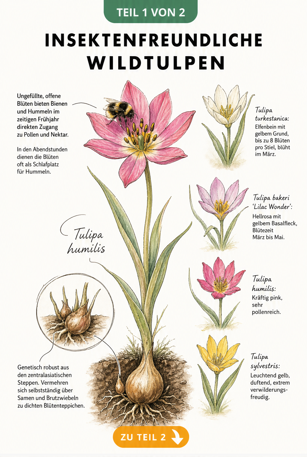 Botanische Illustration einer pinken Wildtulpe mit Hummel, Zwiebel und vier weiteren insektenfreundlichen Tulpensorten
