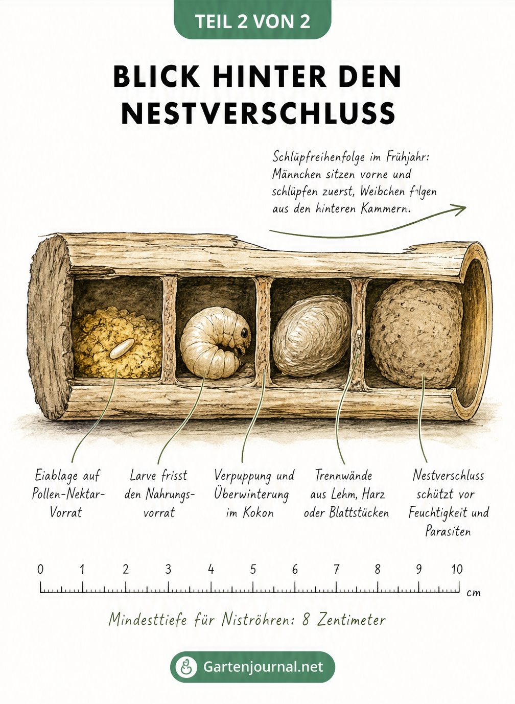 Querschnitt einer Niströhre im Insektenhotel mit Eiablage, Larve, Kokon und Trennwänden