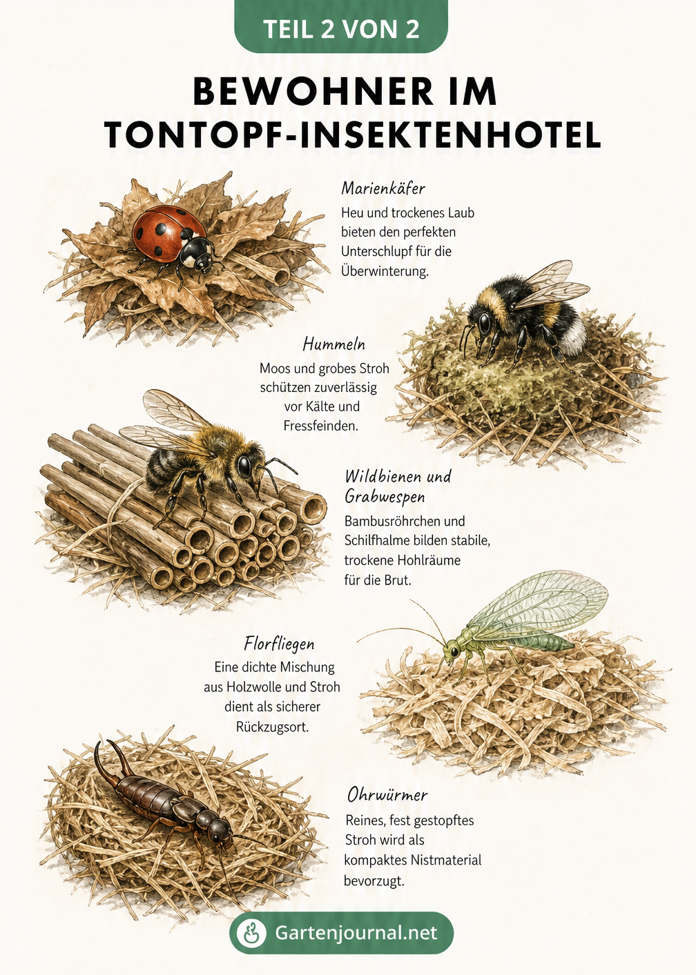 Illustration verschiedener Insekten wie Marienkäfer, Hummel und Wildbiene auf ihren bevorzugten Nistmaterialien