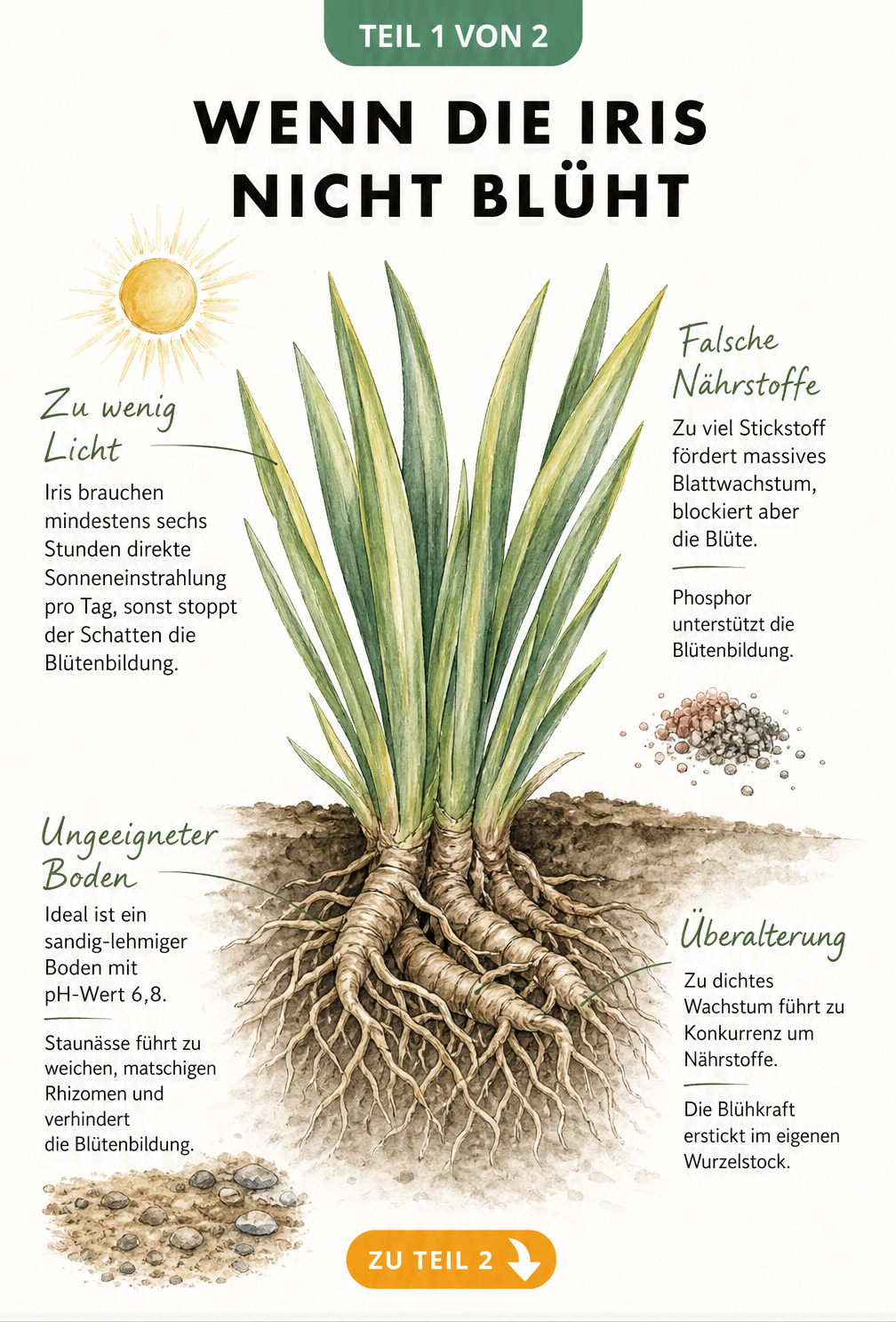 Botanische Illustration einer Iris-Pflanze im Querschnitt mit Hinweisen zu Licht, Nährstoffen, Bodenbeschaffenheit und Überalterung